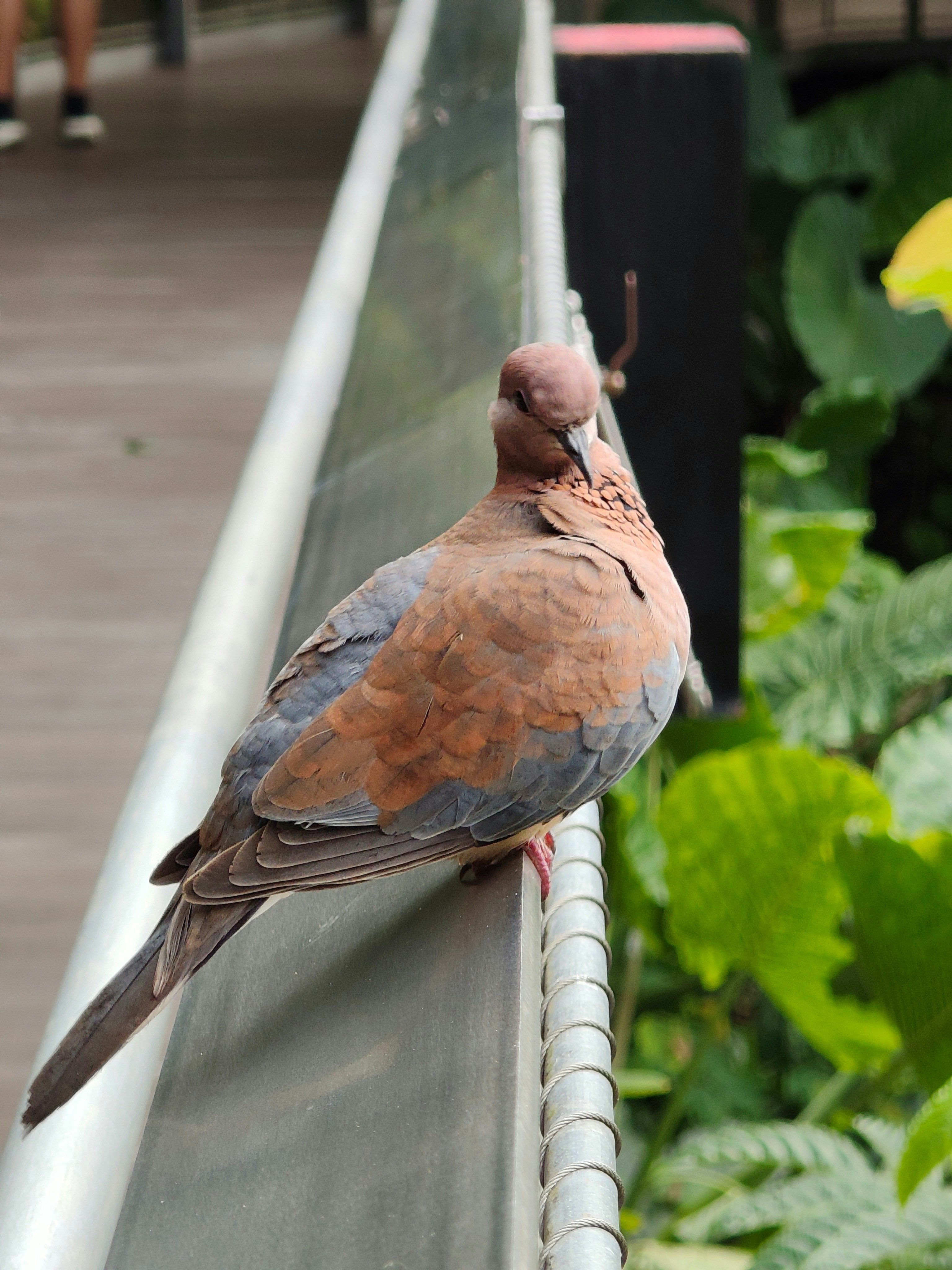 バードパラダイスの止まり木にいる鳩のような鳥