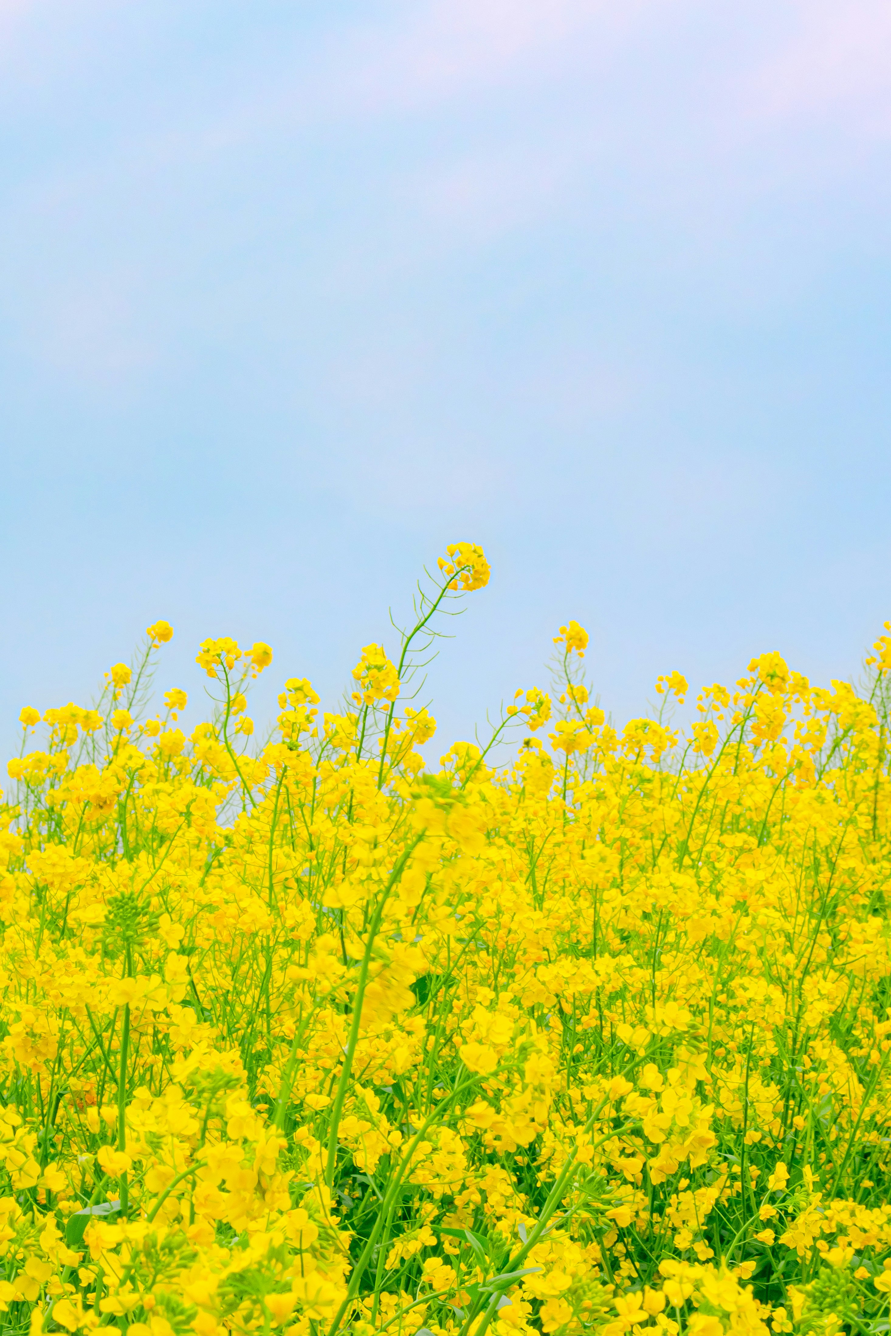 青空の下で咲く黄色い菜の花畑