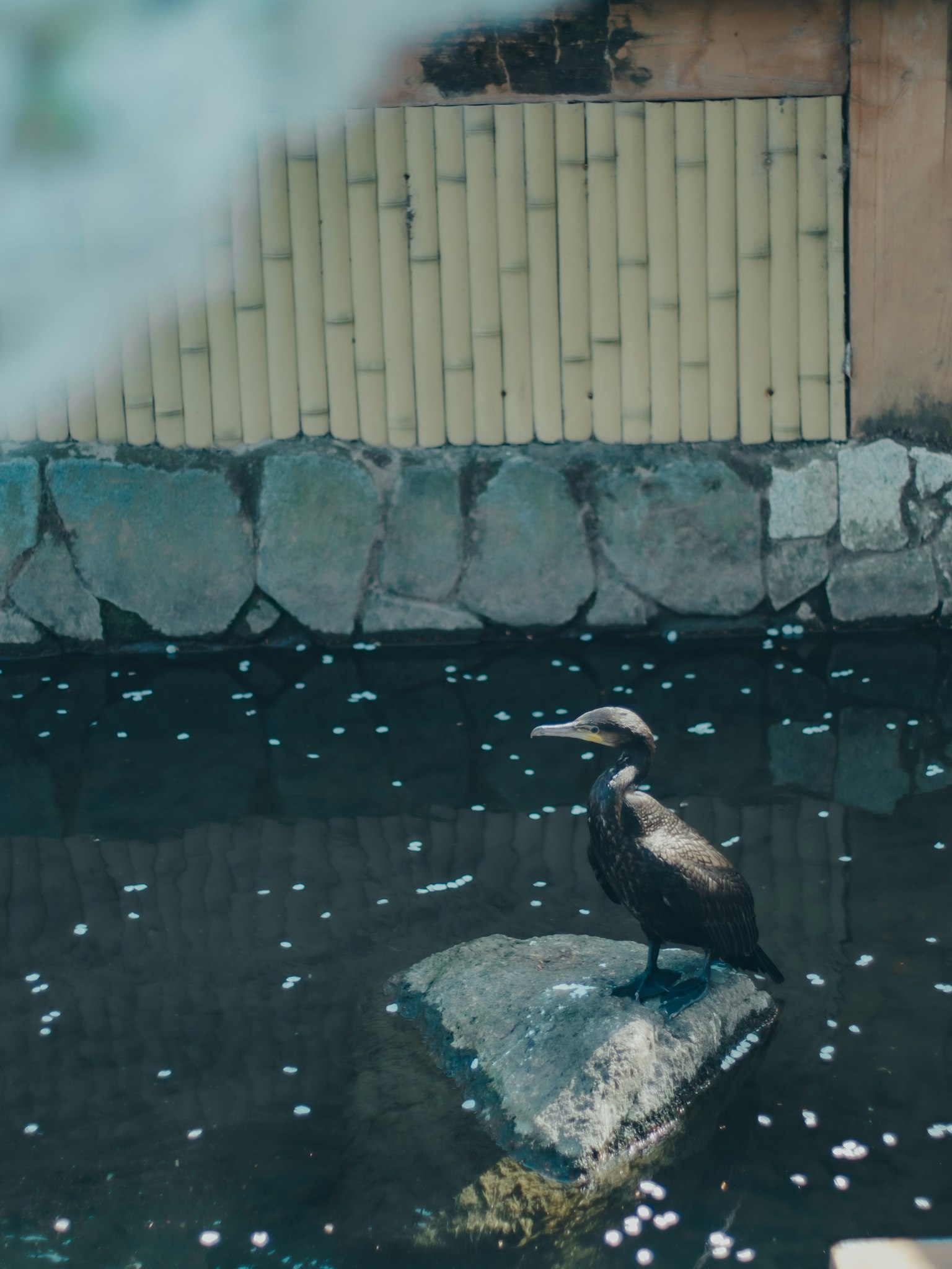 A bird standing on a rock by the water with a bamboo fence in the background