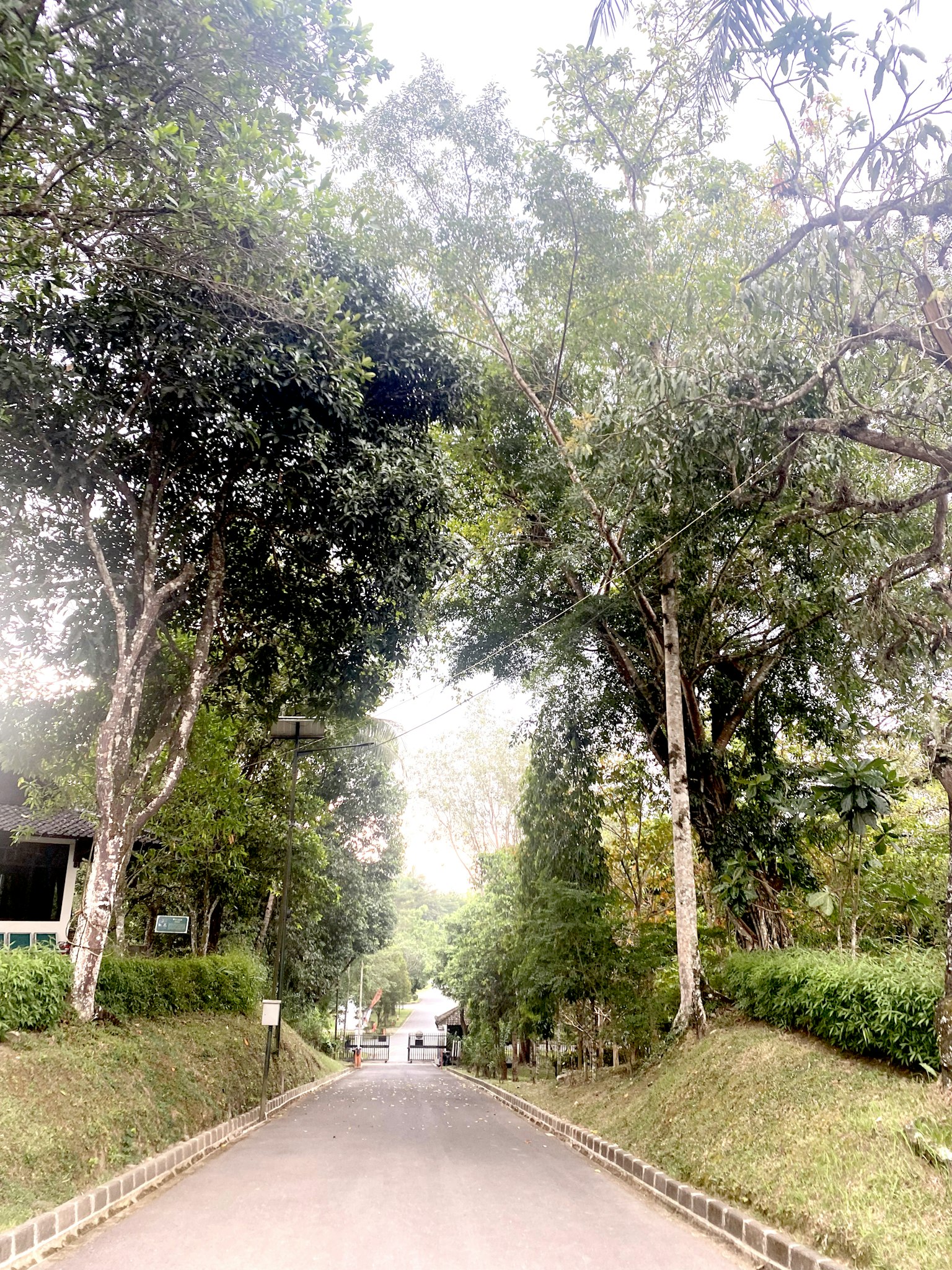 Jalan tenang dikelilingi oleh pepohonan yang rimbun