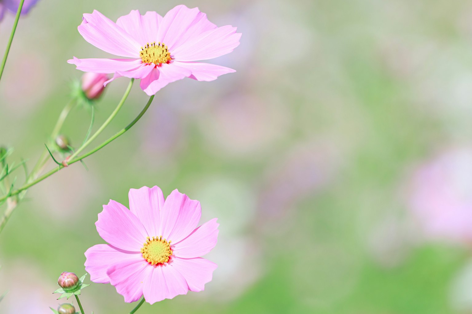 Flores de cosmos rosa delicadas floreciendo en un paisaje suave