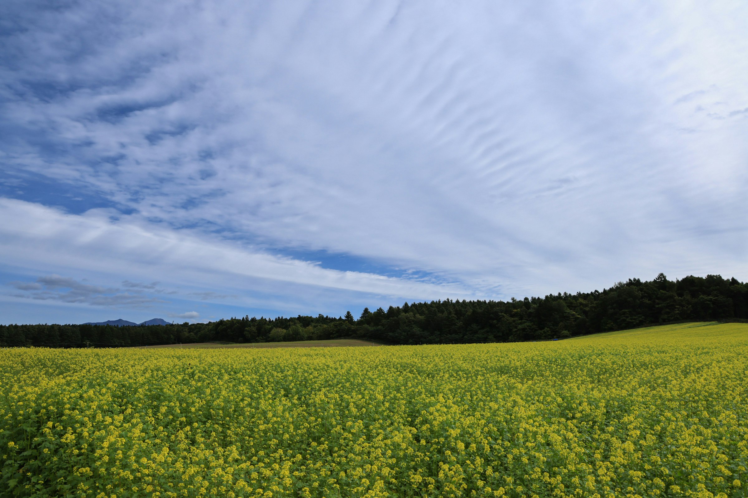 Un paisaje de campo de flores de mostaza bajo un cielo azul
