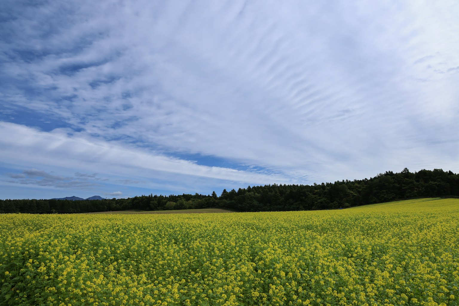 青空の下に広がる黄色い菜の花畑と緑の森