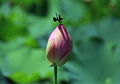 古代蓮のつぼみと花のつぼみのある蓮の花