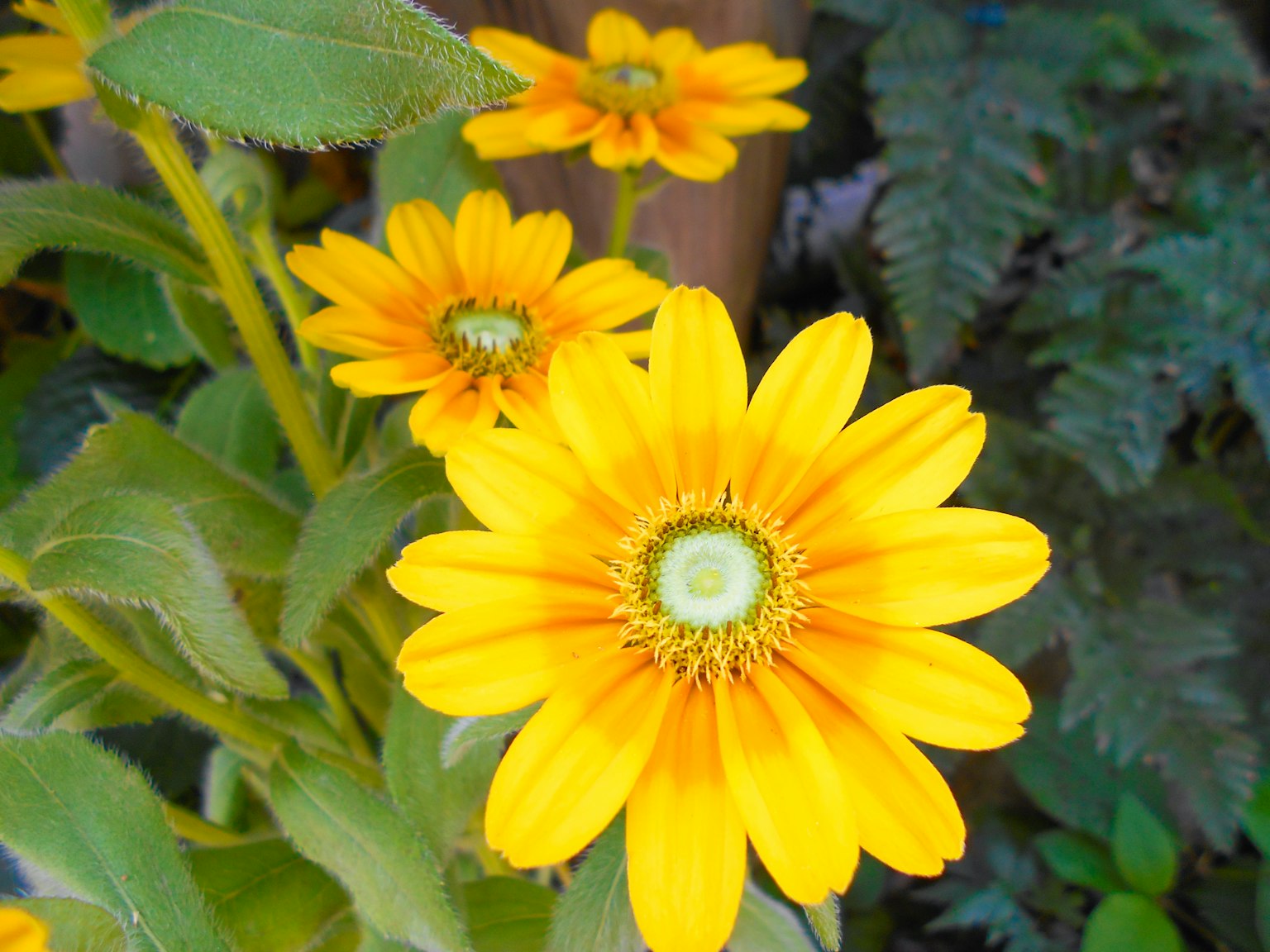 Nahaufnahme einer Pflanze mit leuchtend gelben Blumen