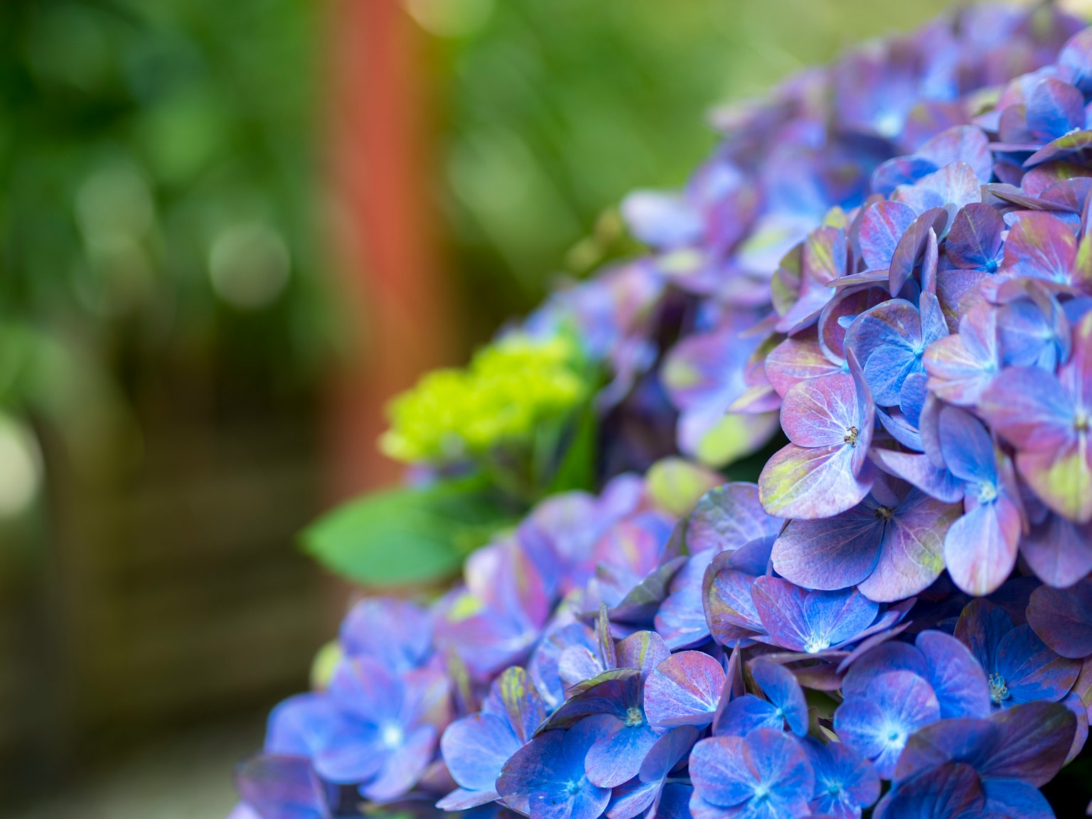 Primer plano de flores de hortensia moradas con follaje verde borroso de fondo