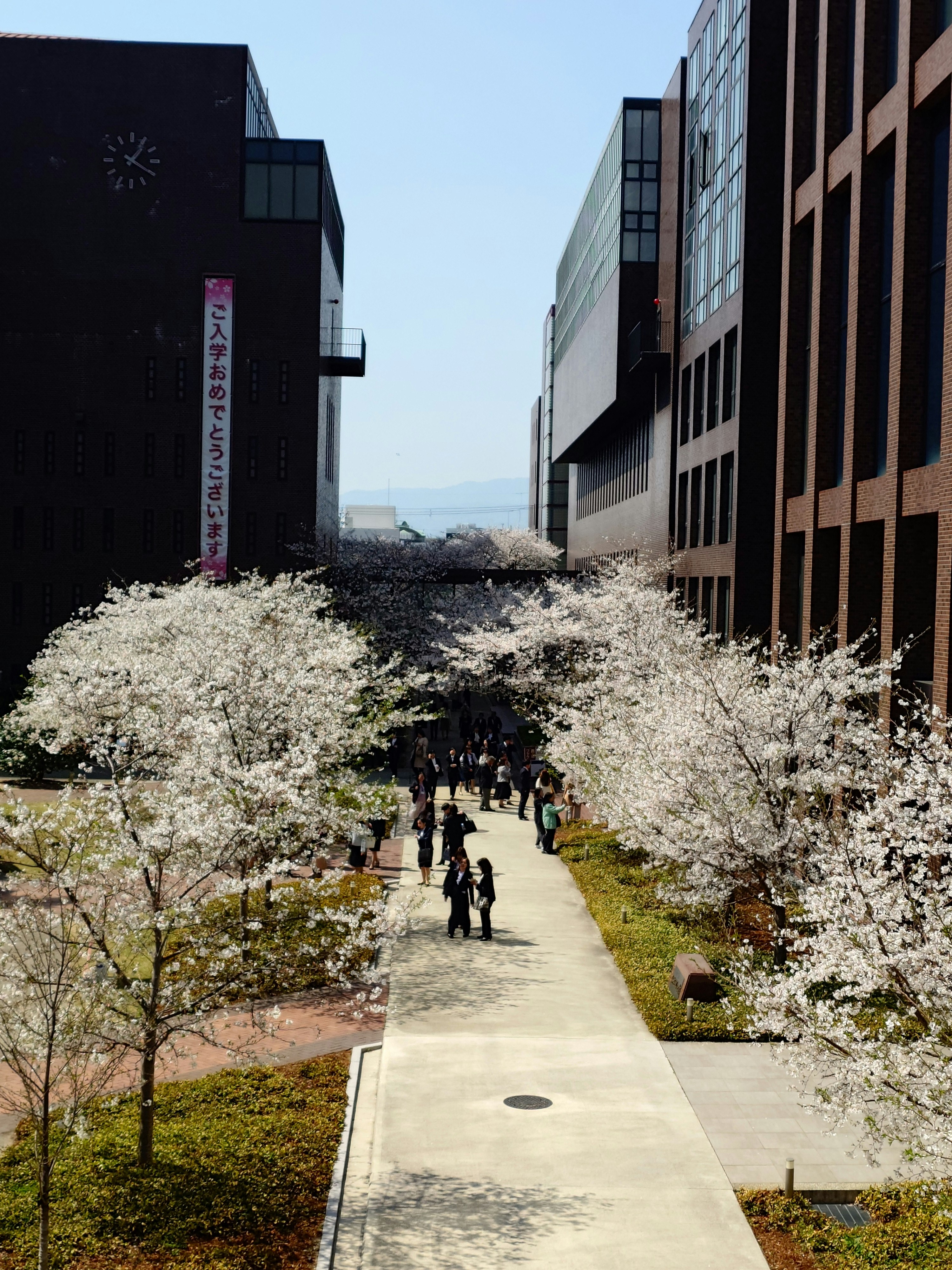 並木道に咲く桜と大学風の建物の並び