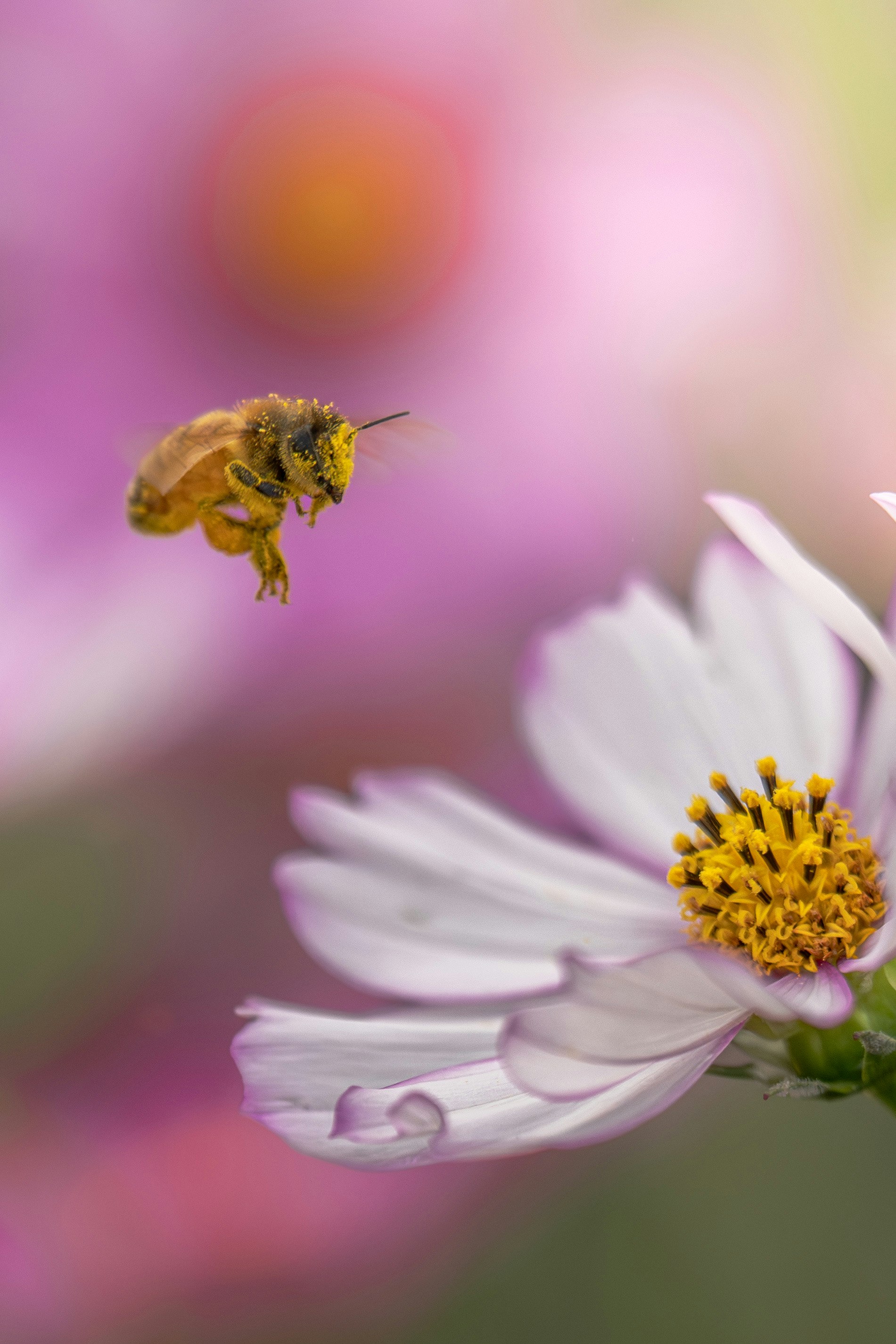 コスモスの花にとまるミツバチのクローズアップ