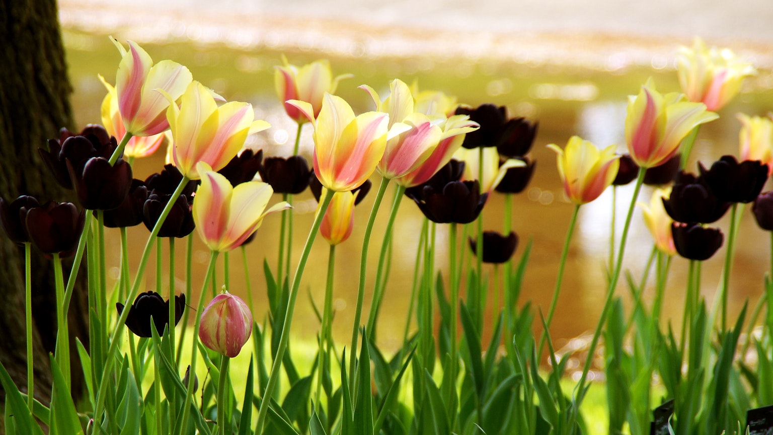 A scene of yellow and black tulips blooming by the water