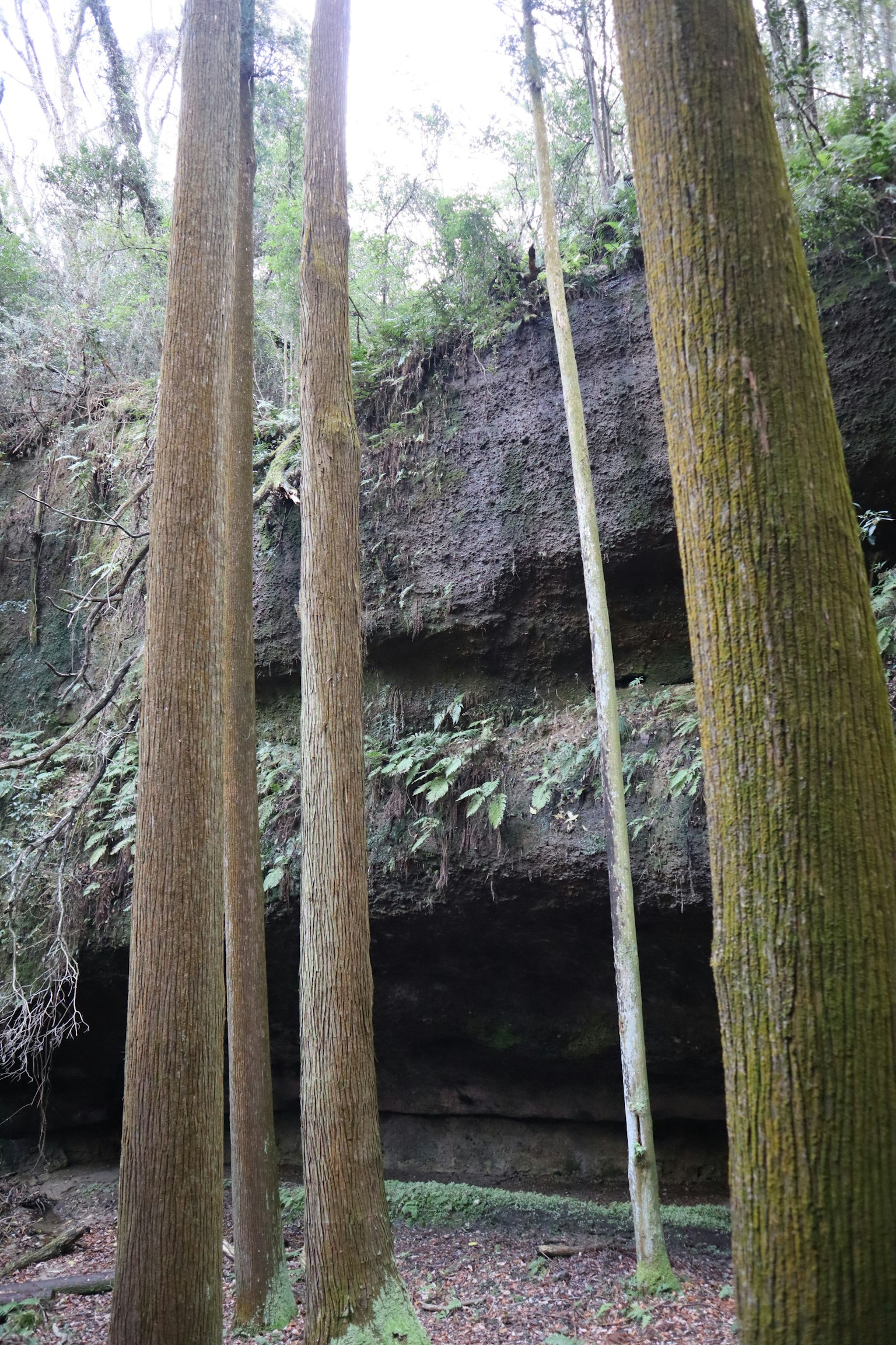 茂密森林中的高大树木与背景岩壁