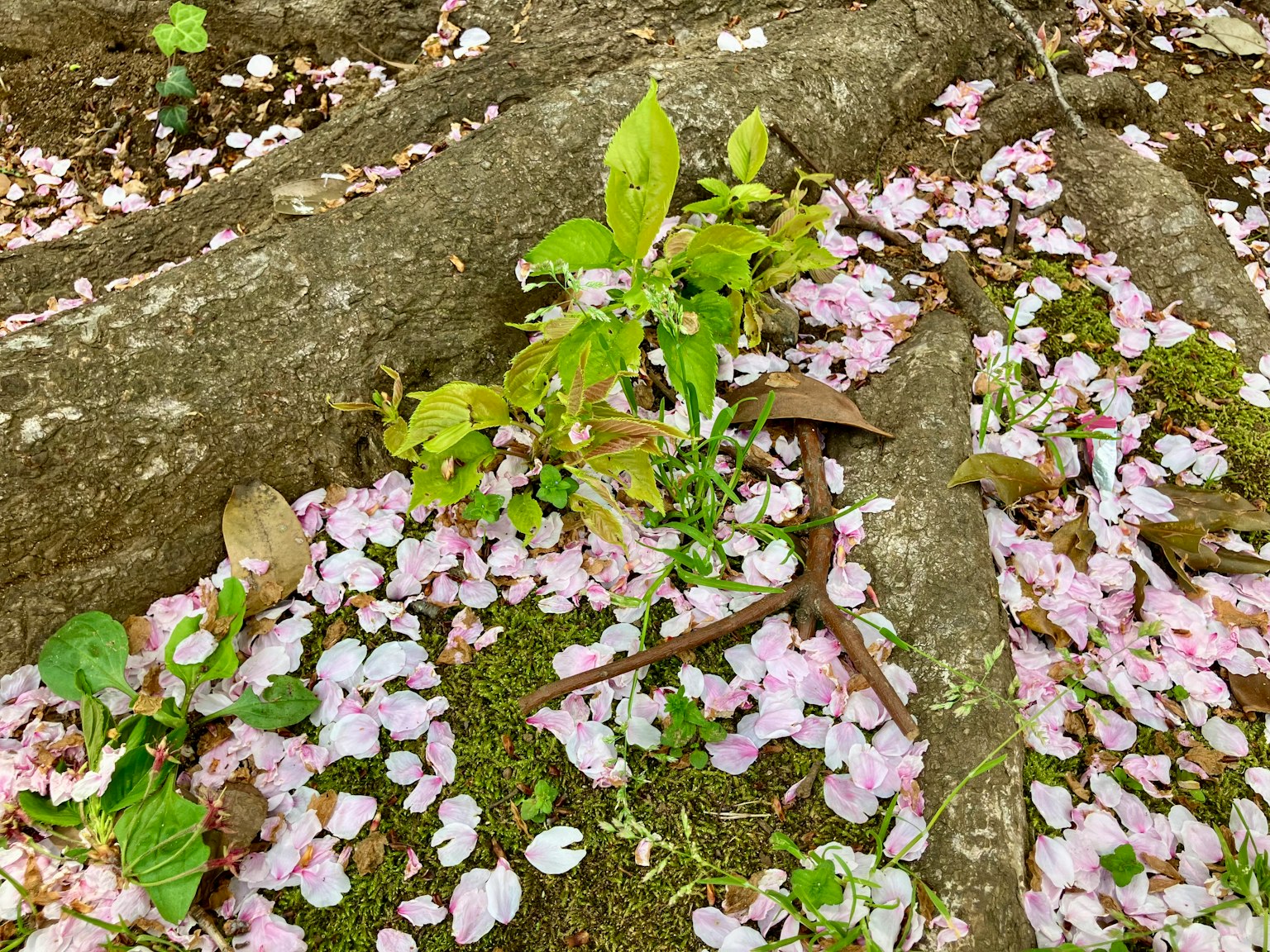 photo-eQn6AKwP6VgElBHOhX96-image