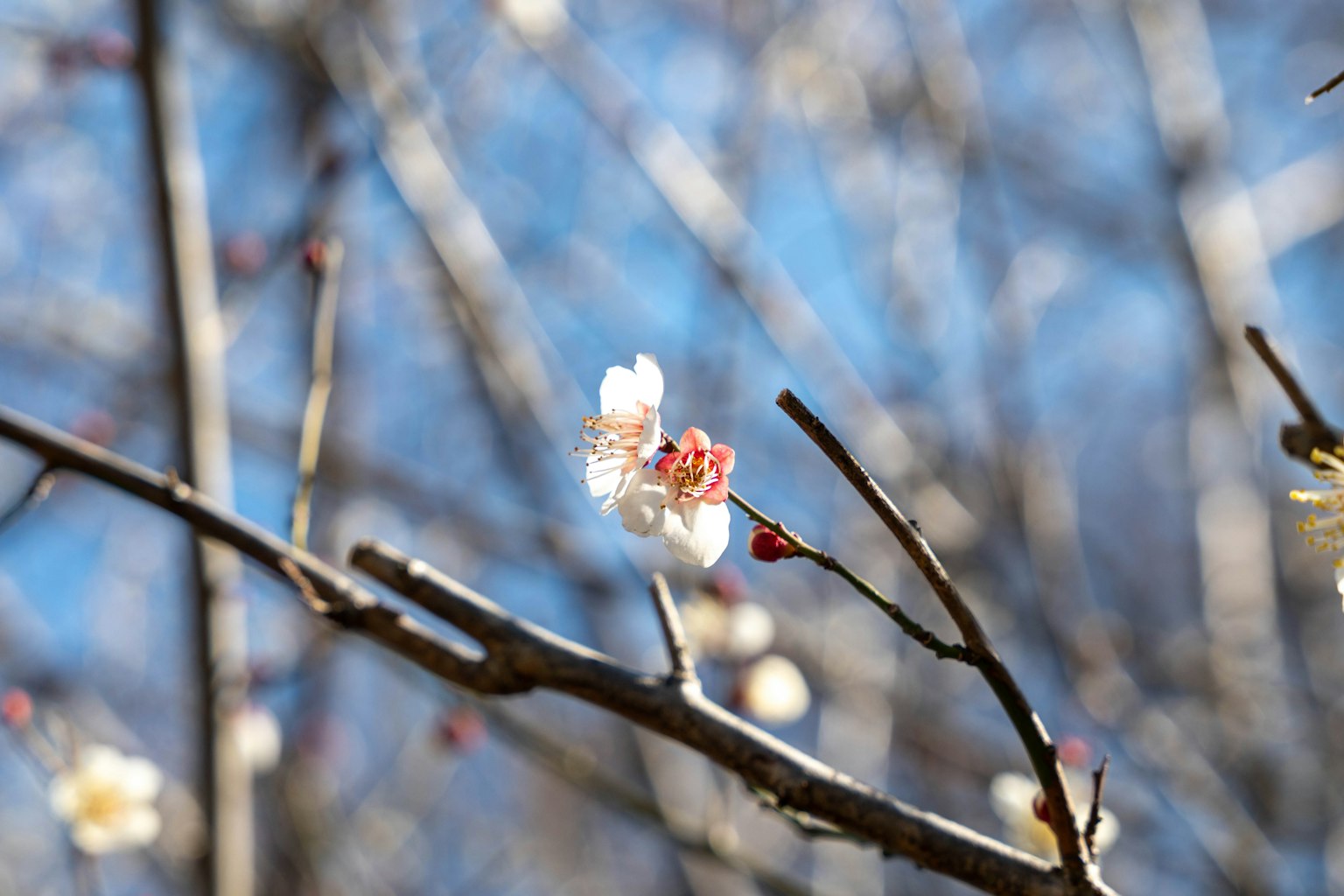 Nahaufnahme von Pflaumenblüten und Zweigen unter einem blauen Himmel