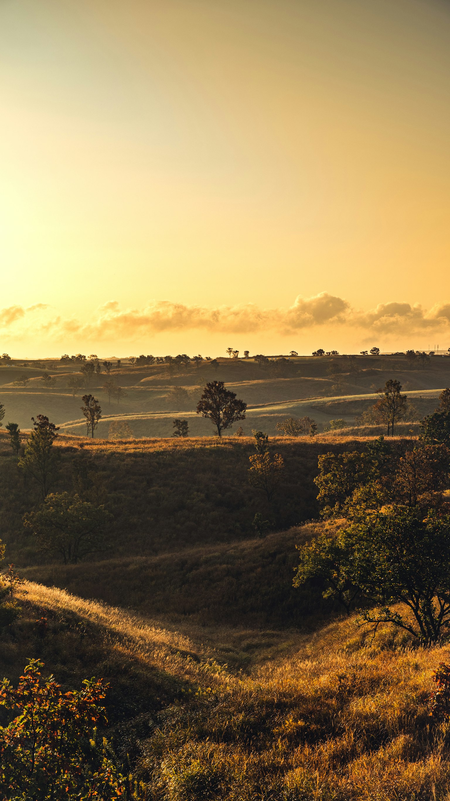 Paesaggio al tramonto con silhouette di alberi e colline ondulate