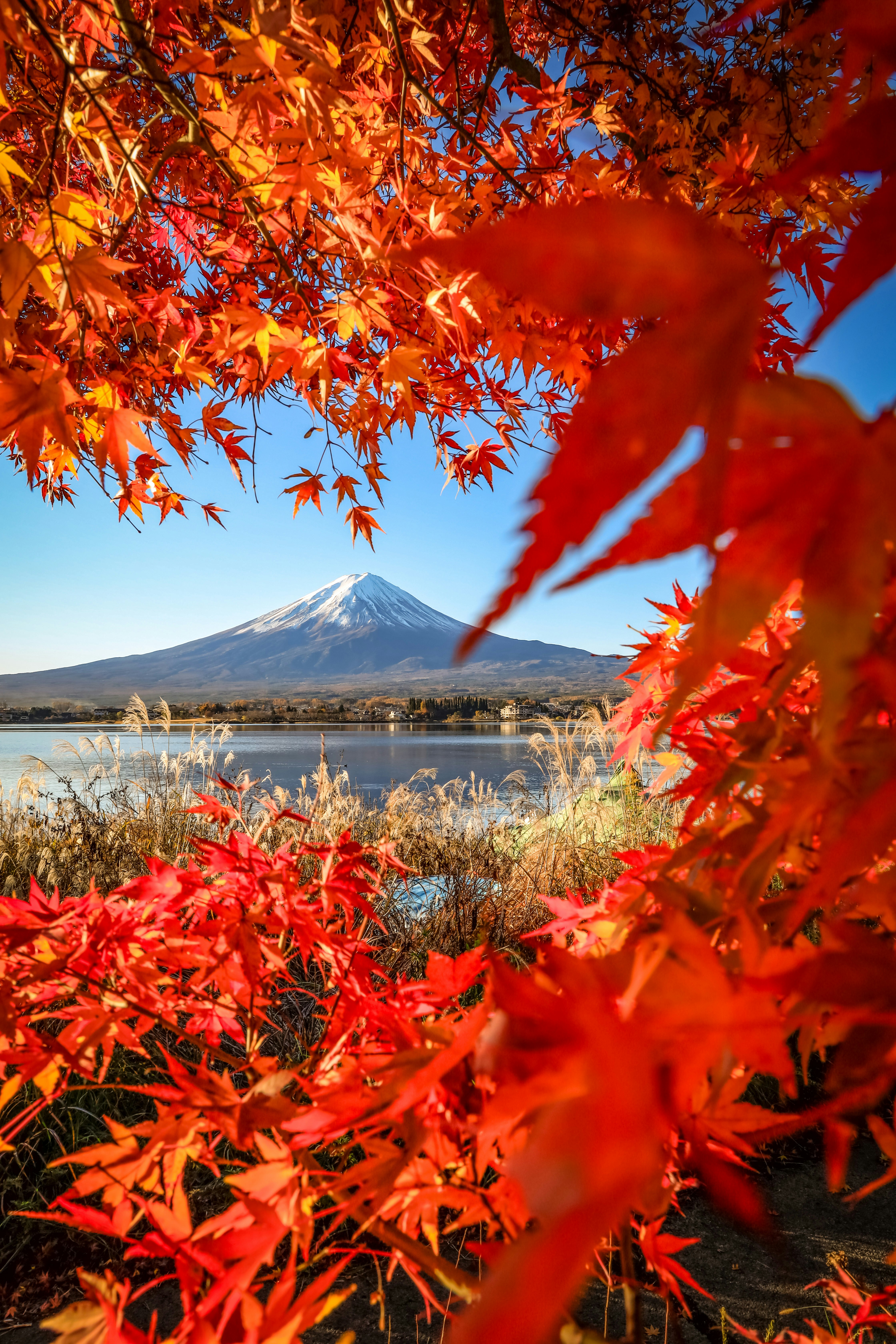 紅葉の葉越しに富士山と湖畔の景色