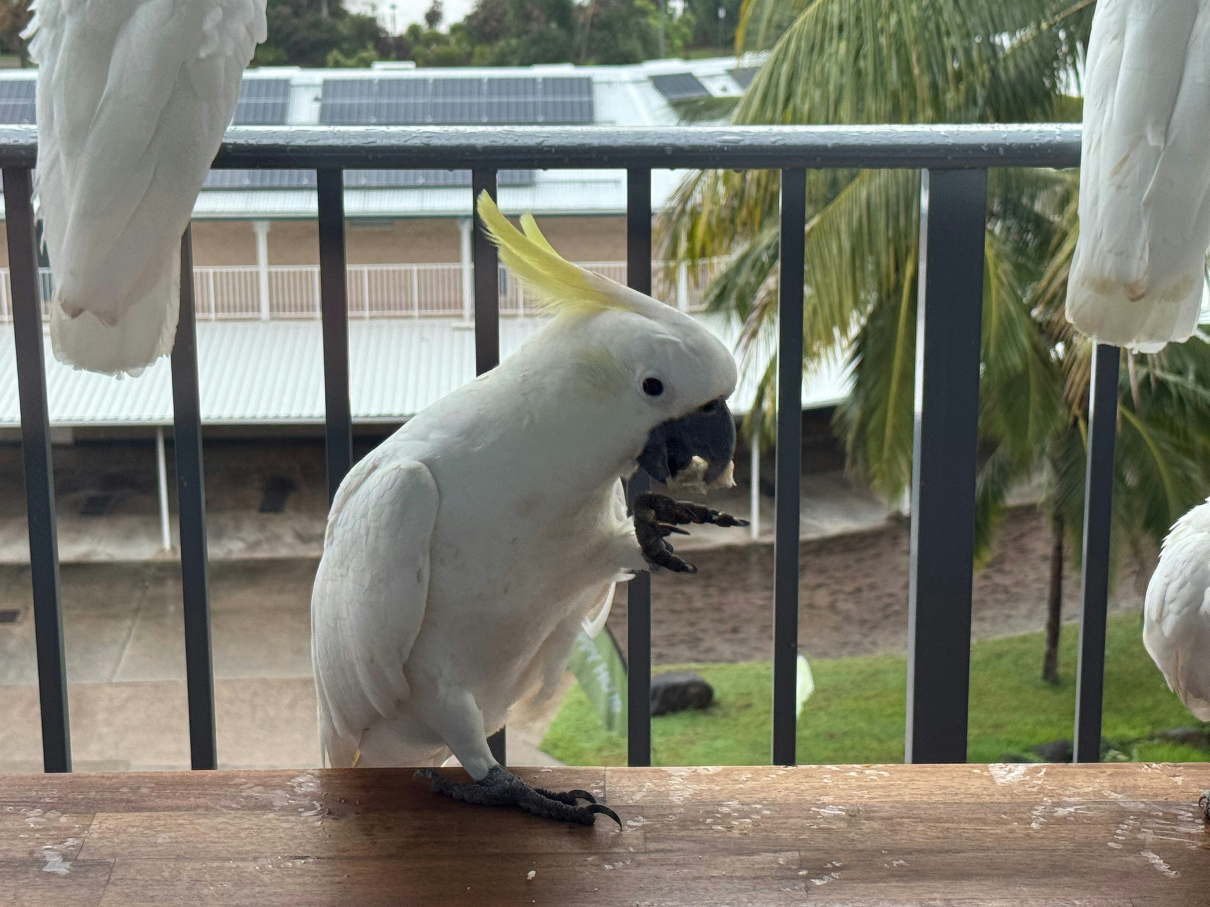 cacatua bianco posato in una voliera all’aperto
