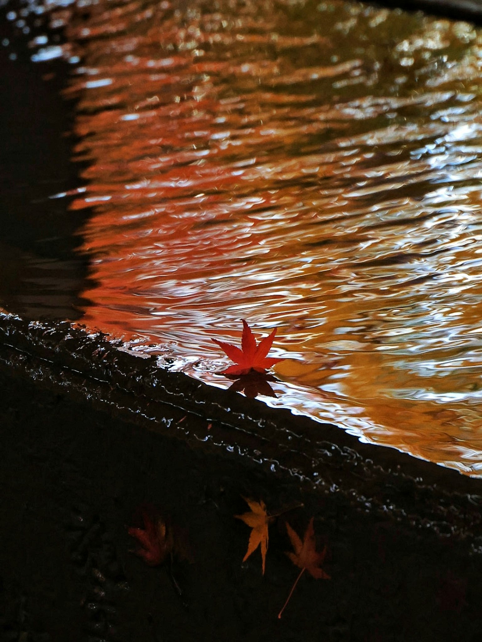 Red maple leaf floating on water surface with reflections