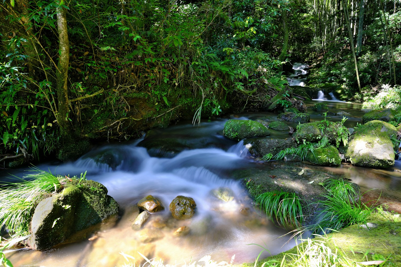 Ruisseau clair traversant une forêt luxuriante avec des rochers moussus