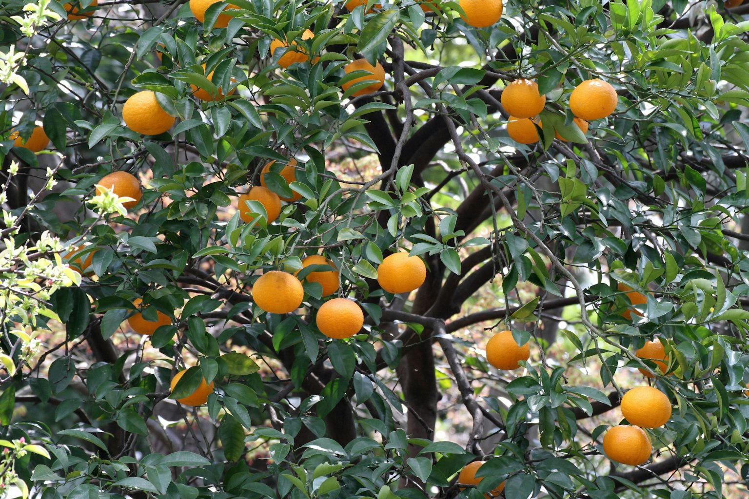 Branche d'un oranger chargée d'oranges mûres