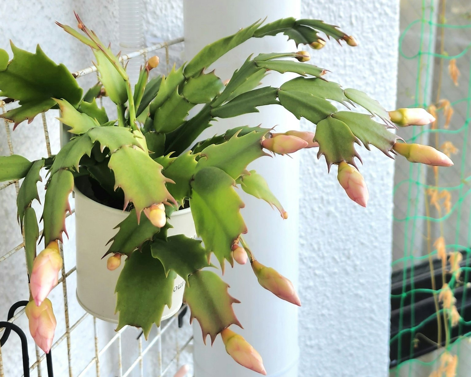 ต้น Schlumbergera ที่มีตาอ่อนมากมายตั้งอยู่ที่ผนังสีขาว