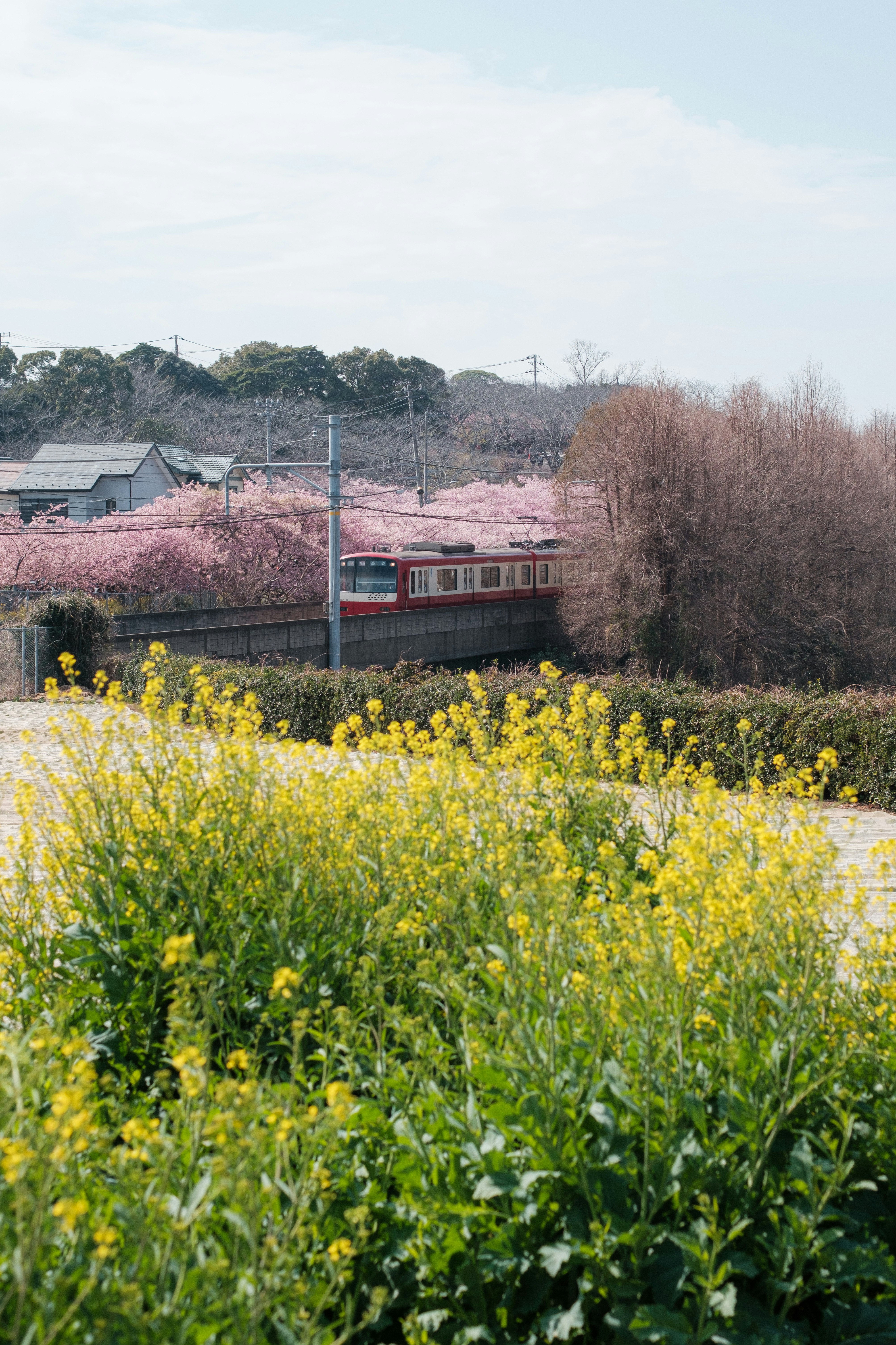 三浦海岸の早咲き桜と菜の花の咲く風景