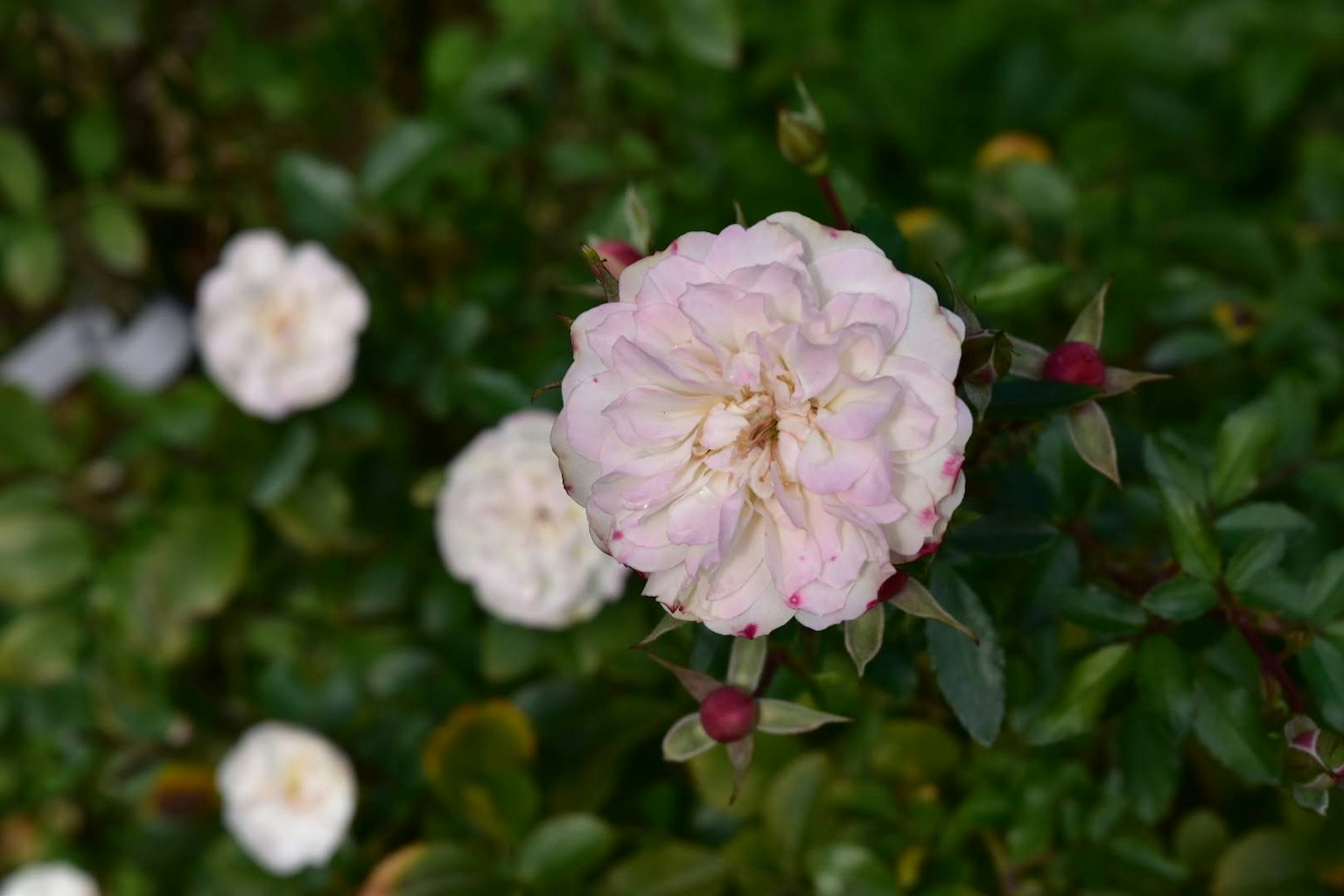 Primo piano di un fiore rosa pallido circondato da fiori bianchi e foglie verdi