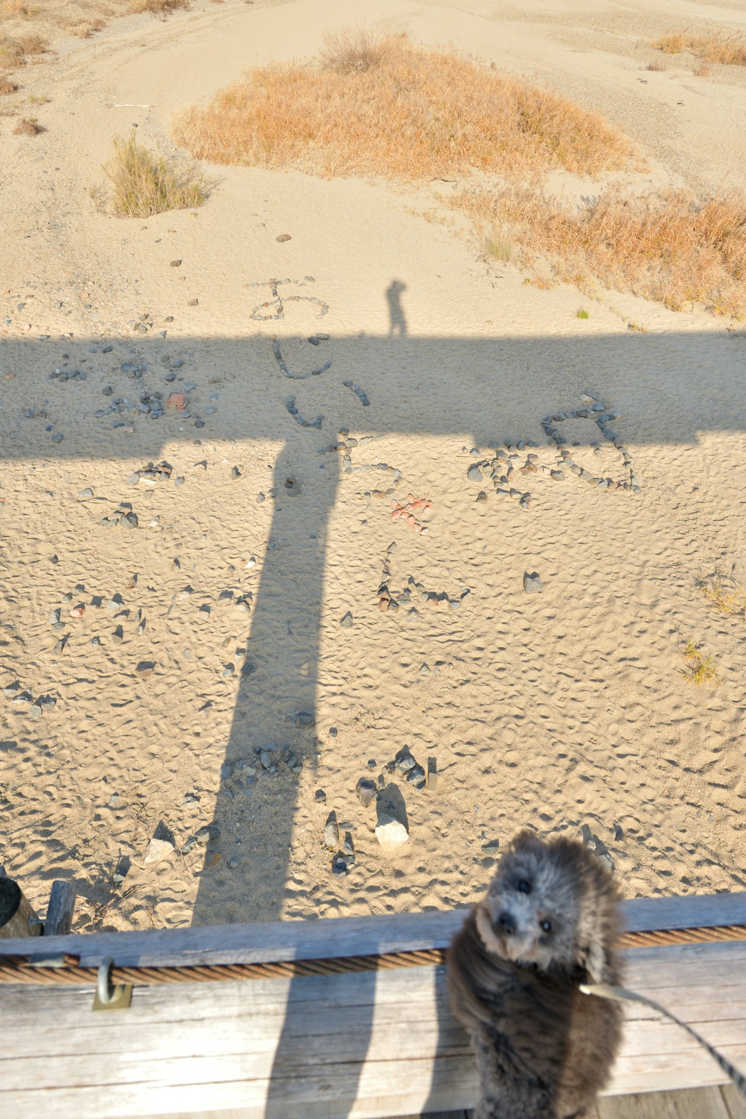 Un chien et son ombre sur une plage de sable