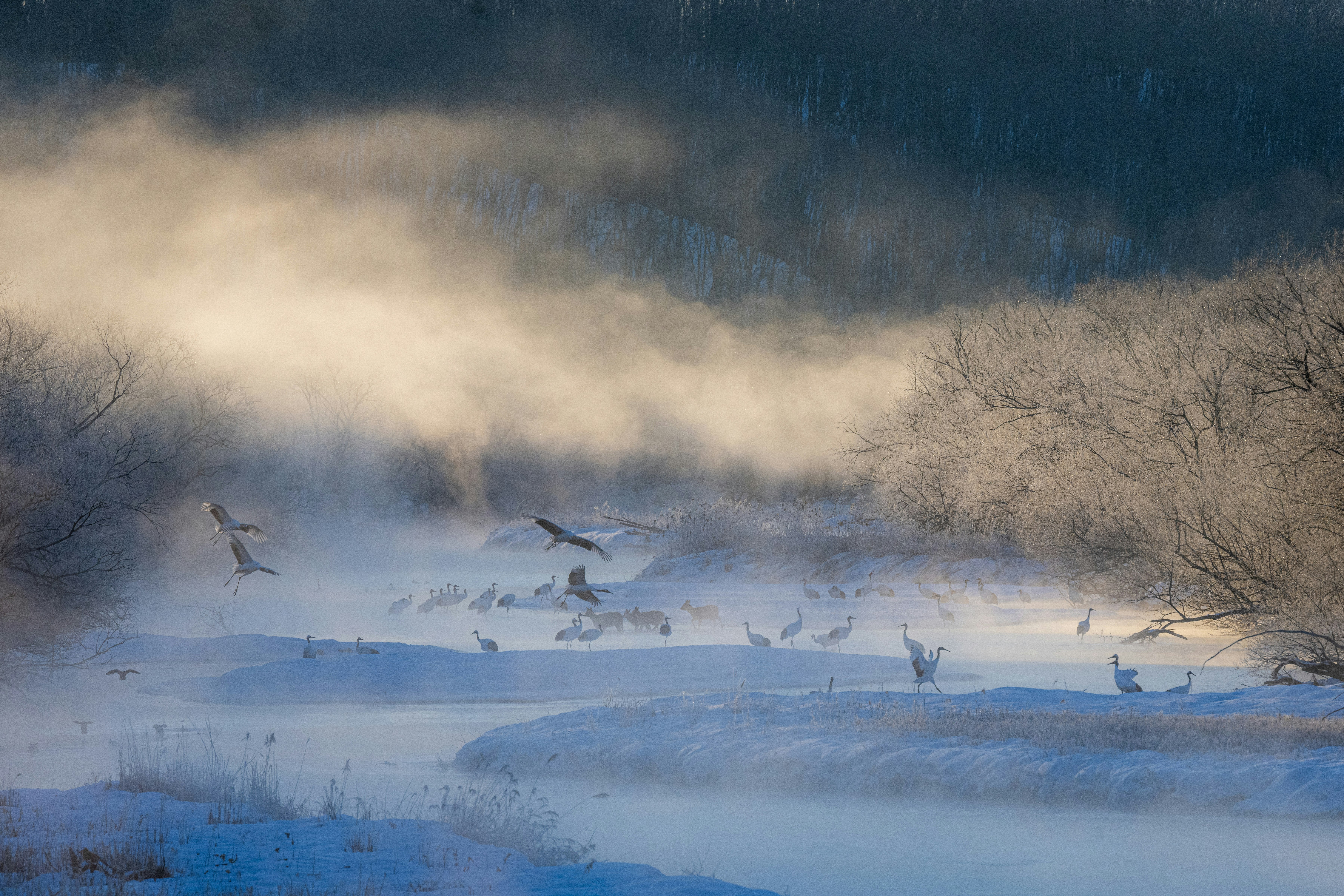 Birds flying through mist over a blue river in winter scenery