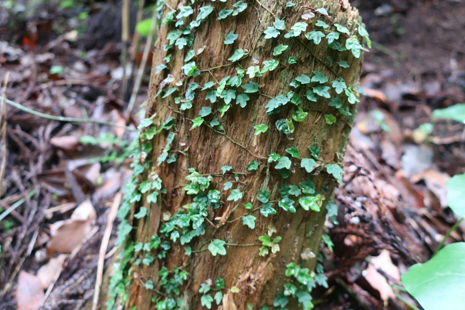 Lierre vert grimpant sur un tronc d'arbre