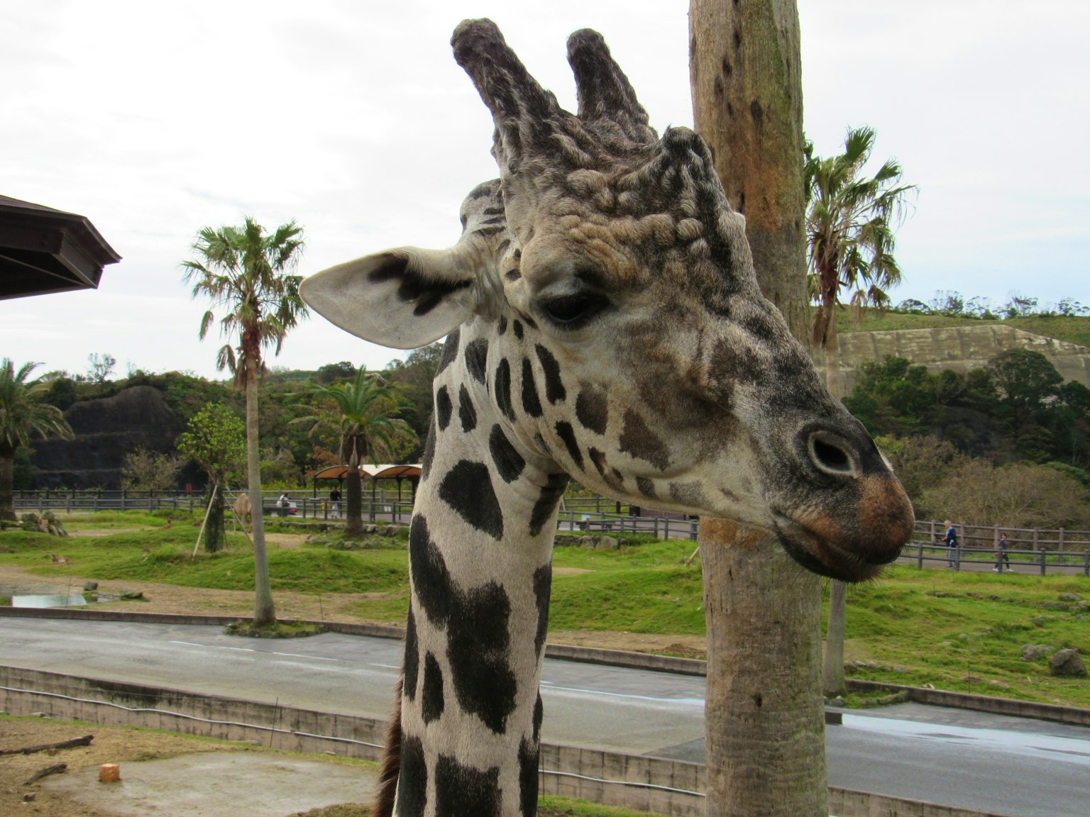Gros plan sur la tête d'une girafe avec des palmiers et de l'herbe verte en arrière-plan