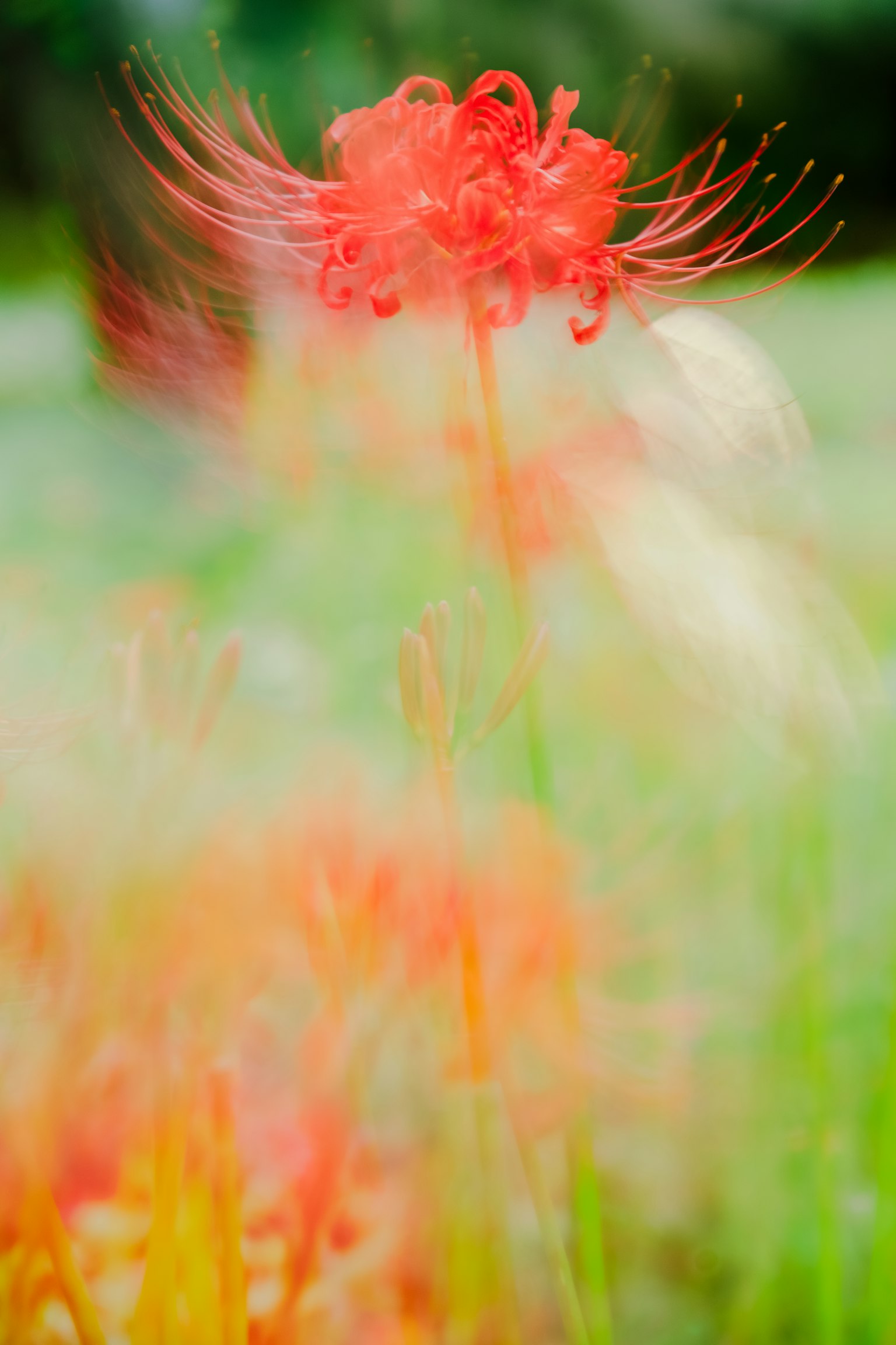 Scène magnifique d'un lys araignée rouge sur un fond flou