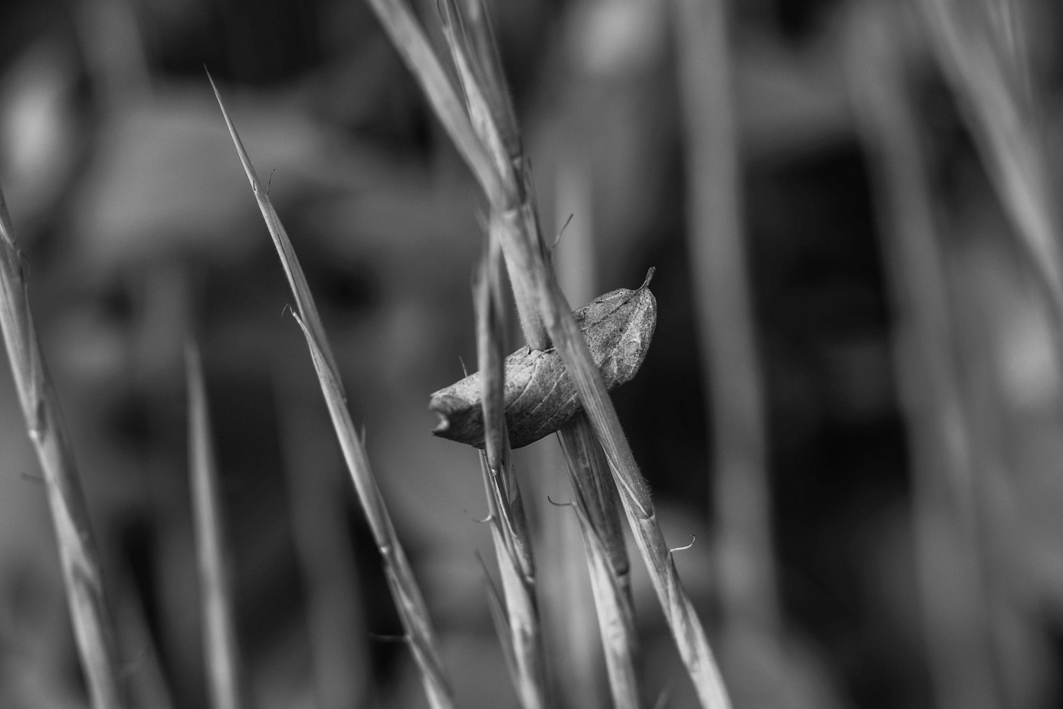 黒と白の背景に草の間にいる昆虫のクローズアップ