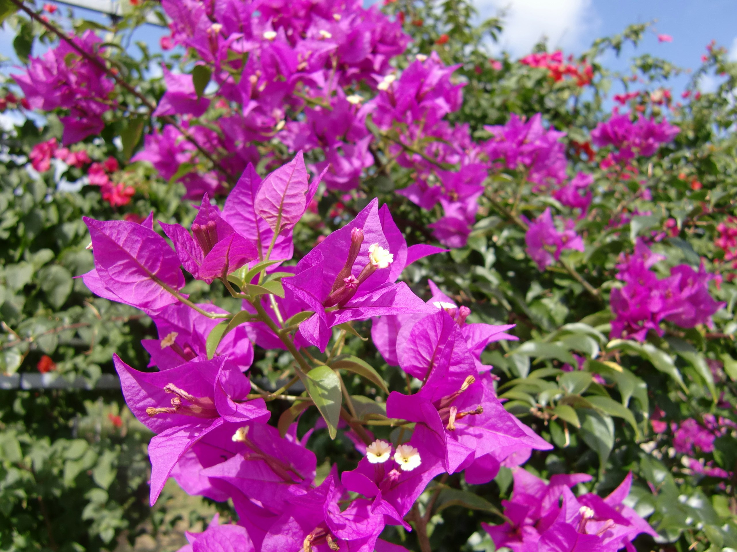 floraciones de buganvilla morada vibrante en un parterre de jardín