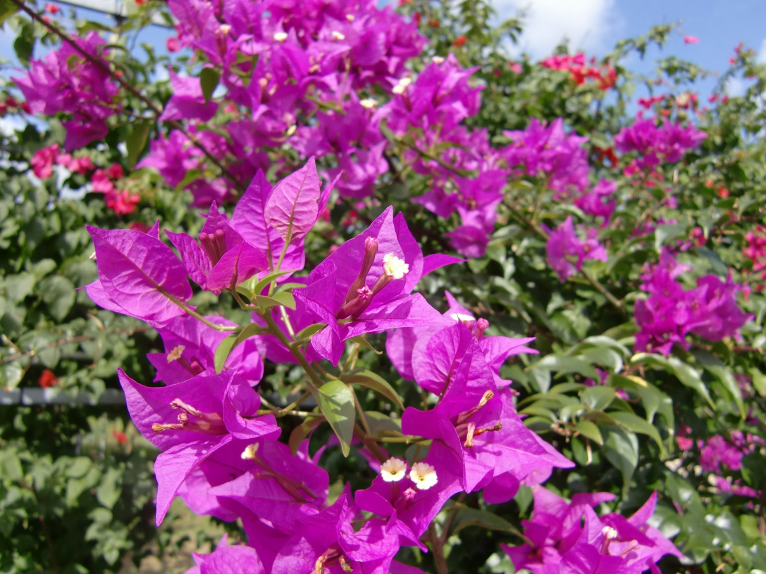 Fiori di bougainvillea rosa vivaci che fioriscono su un ramo d'albero