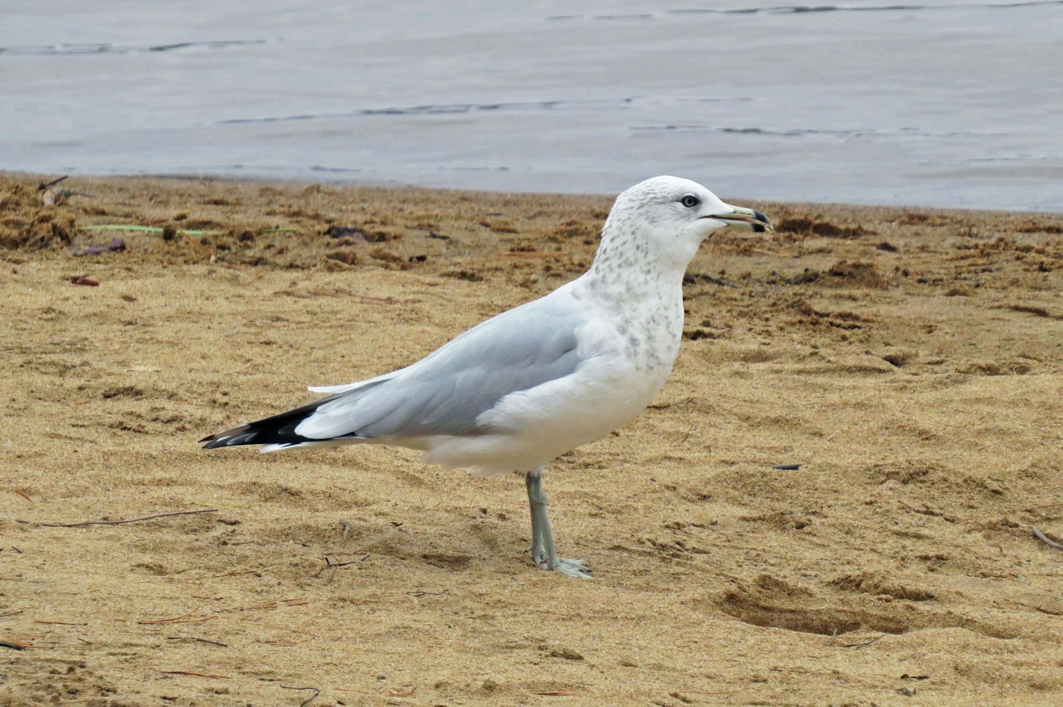 Un gabbiano bianco in piedi sulla sabbia della spiaggia