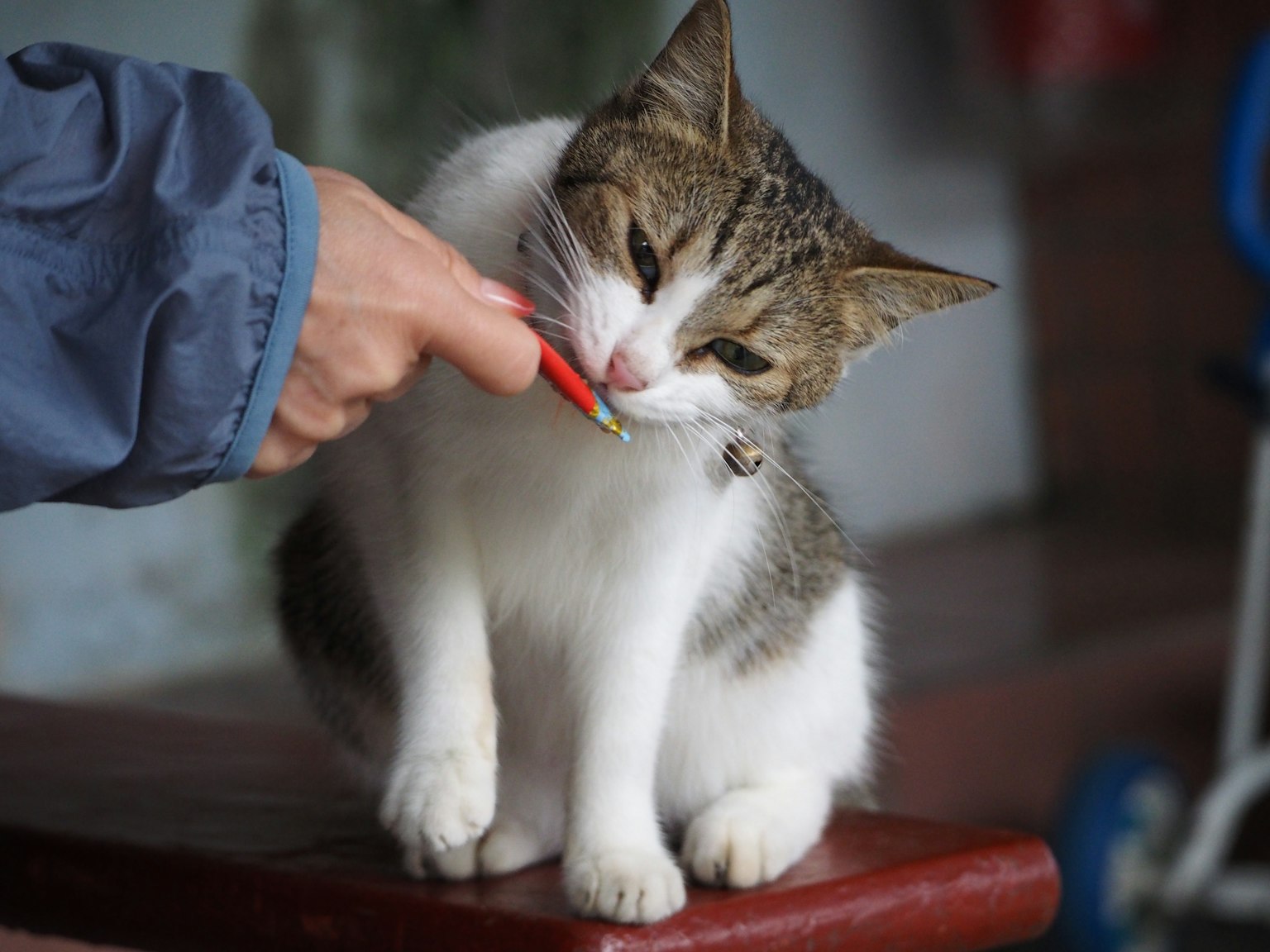 Katze isst eine rote Chilischote, die von einer Hand angeboten wird
