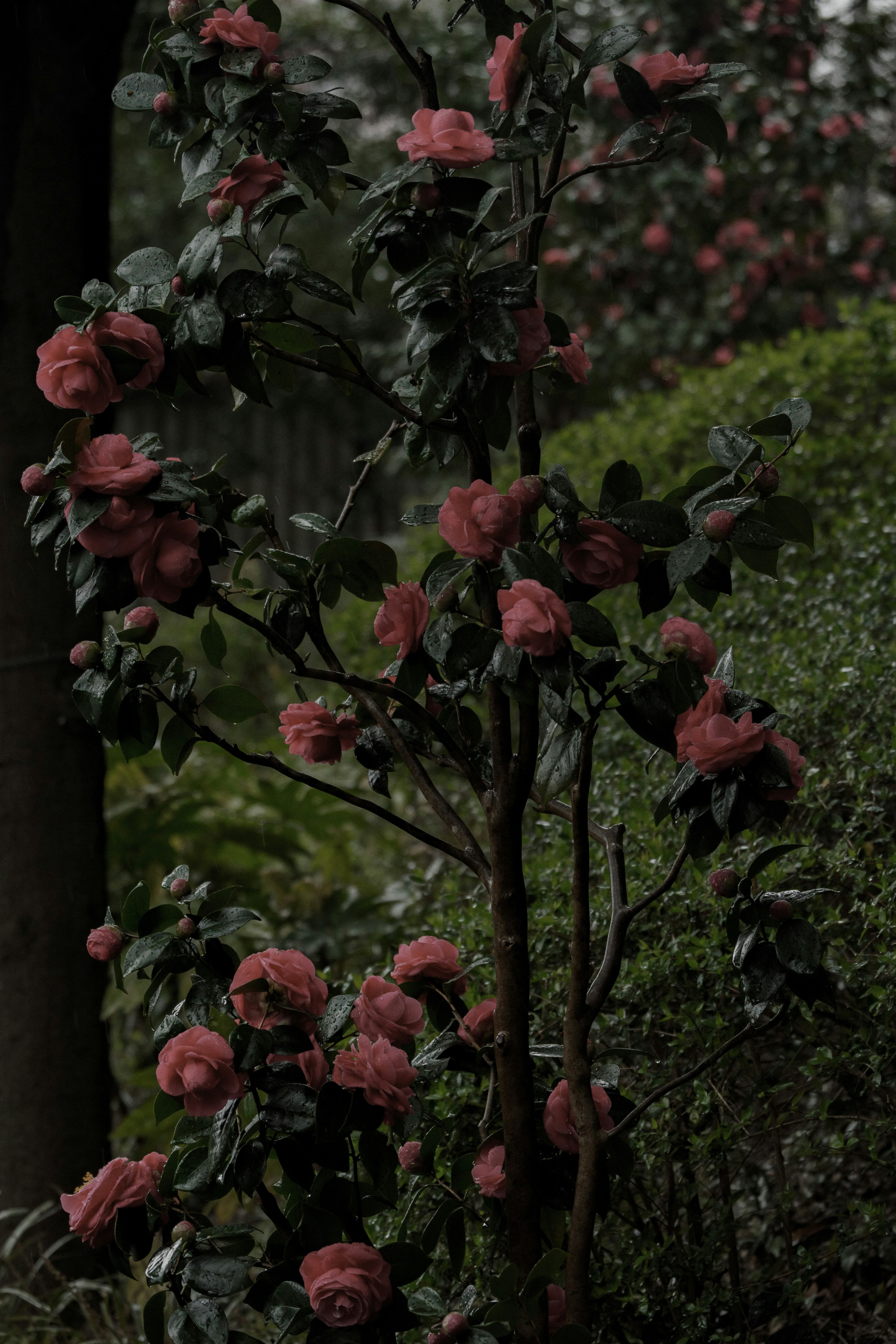 雨に濡れる椿の花が枝に咲く庭の風景