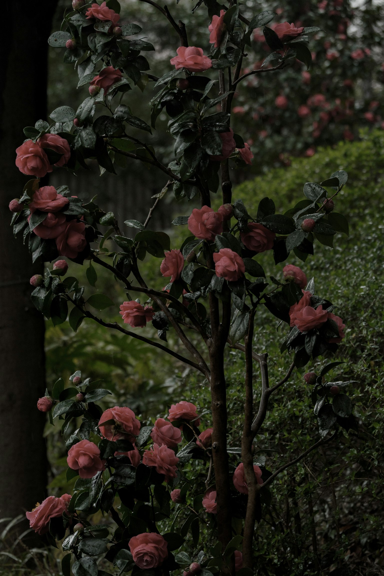 Sebuah cabang pohon dengan bunga merah muda mekar di lingkungan yang redup