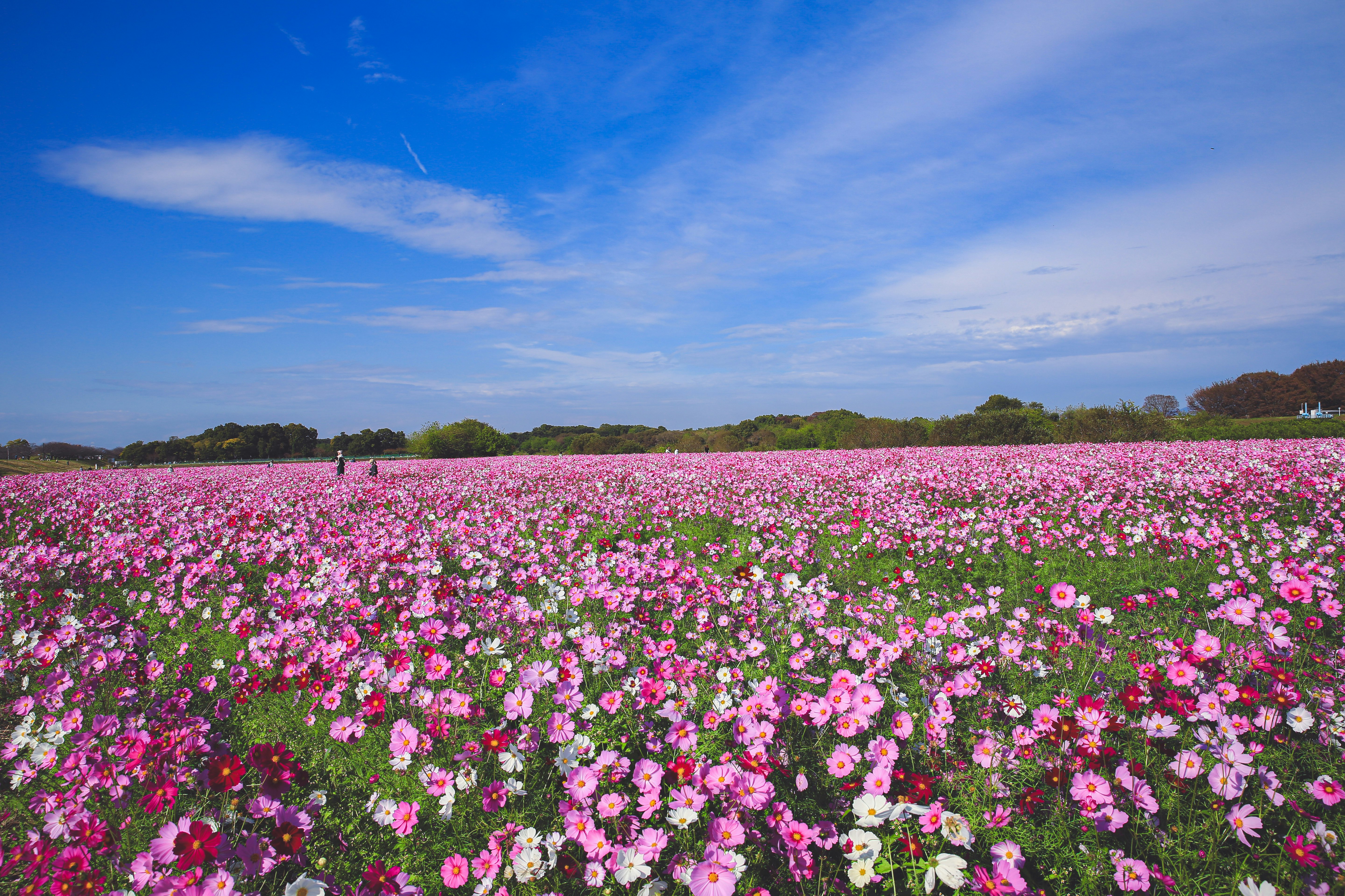 広がるピンクの花畑と青い空の風景