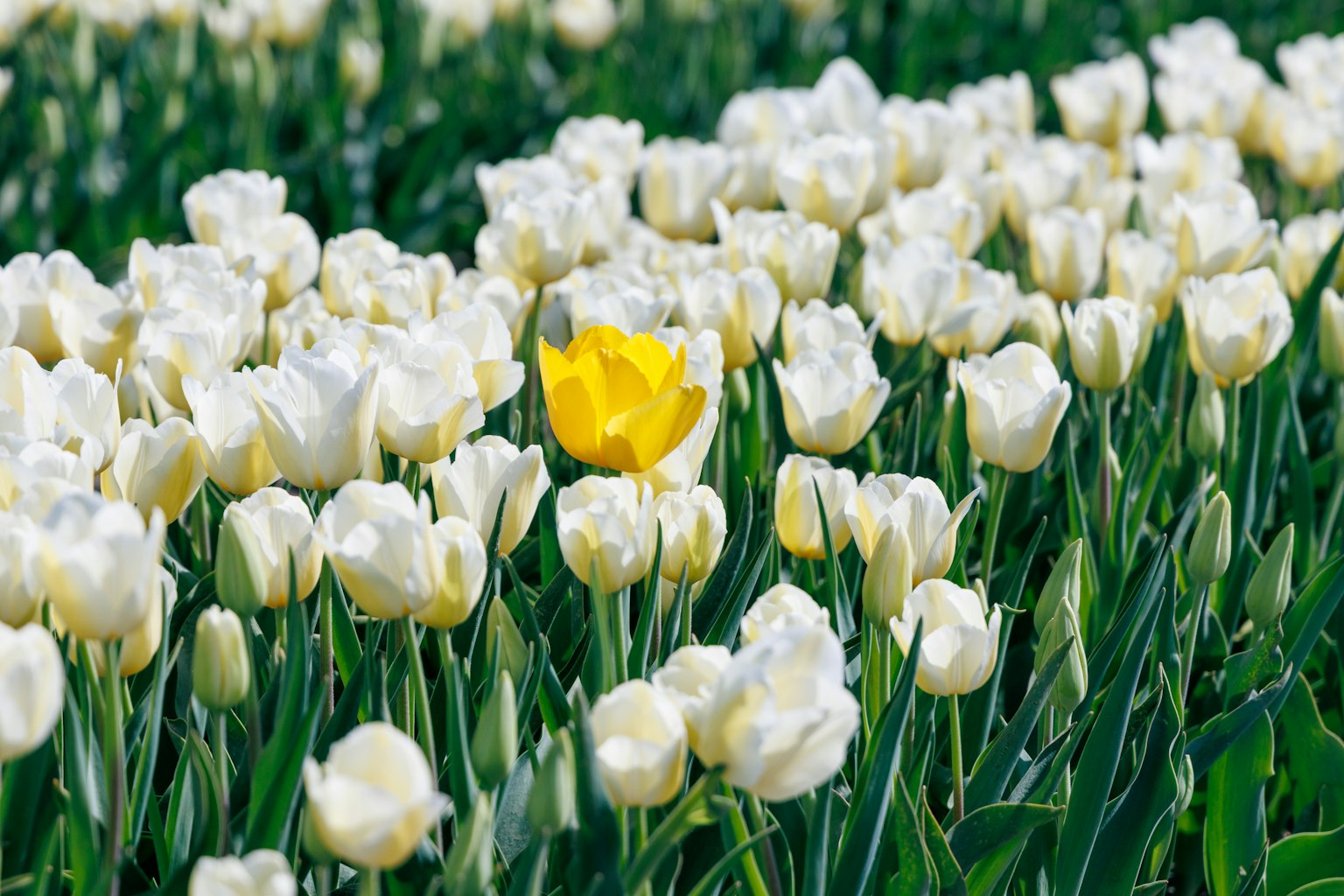 Một cánh đồng tulip trắng với một bông tulip vàng nổi bật ở giữa
