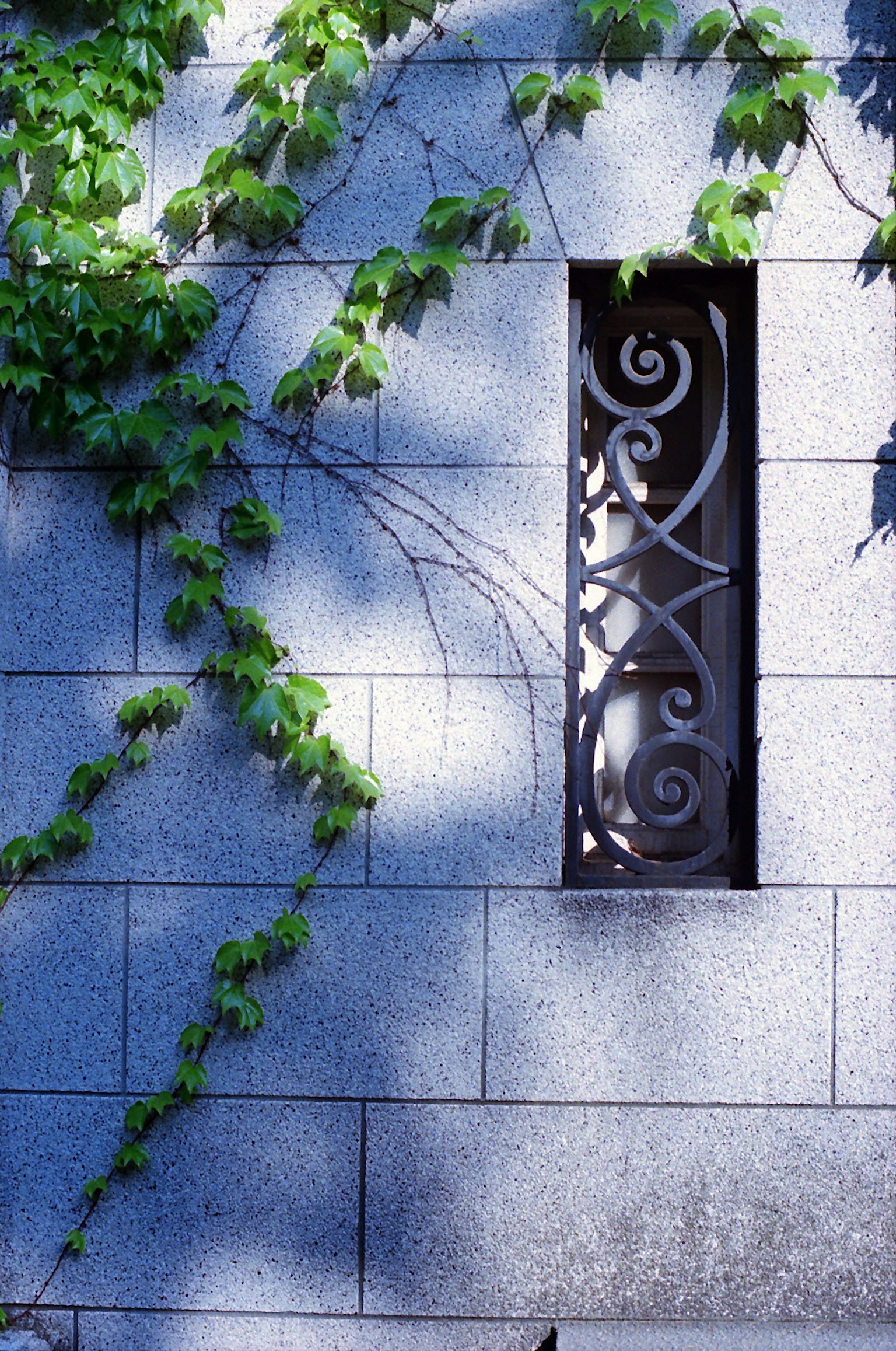 Edera verde che si arrampica su un muro blu con una finestra in ferro decorativa