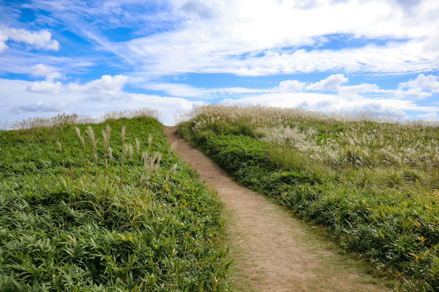 Sendero rodeado de vegetación bajo un cielo azul