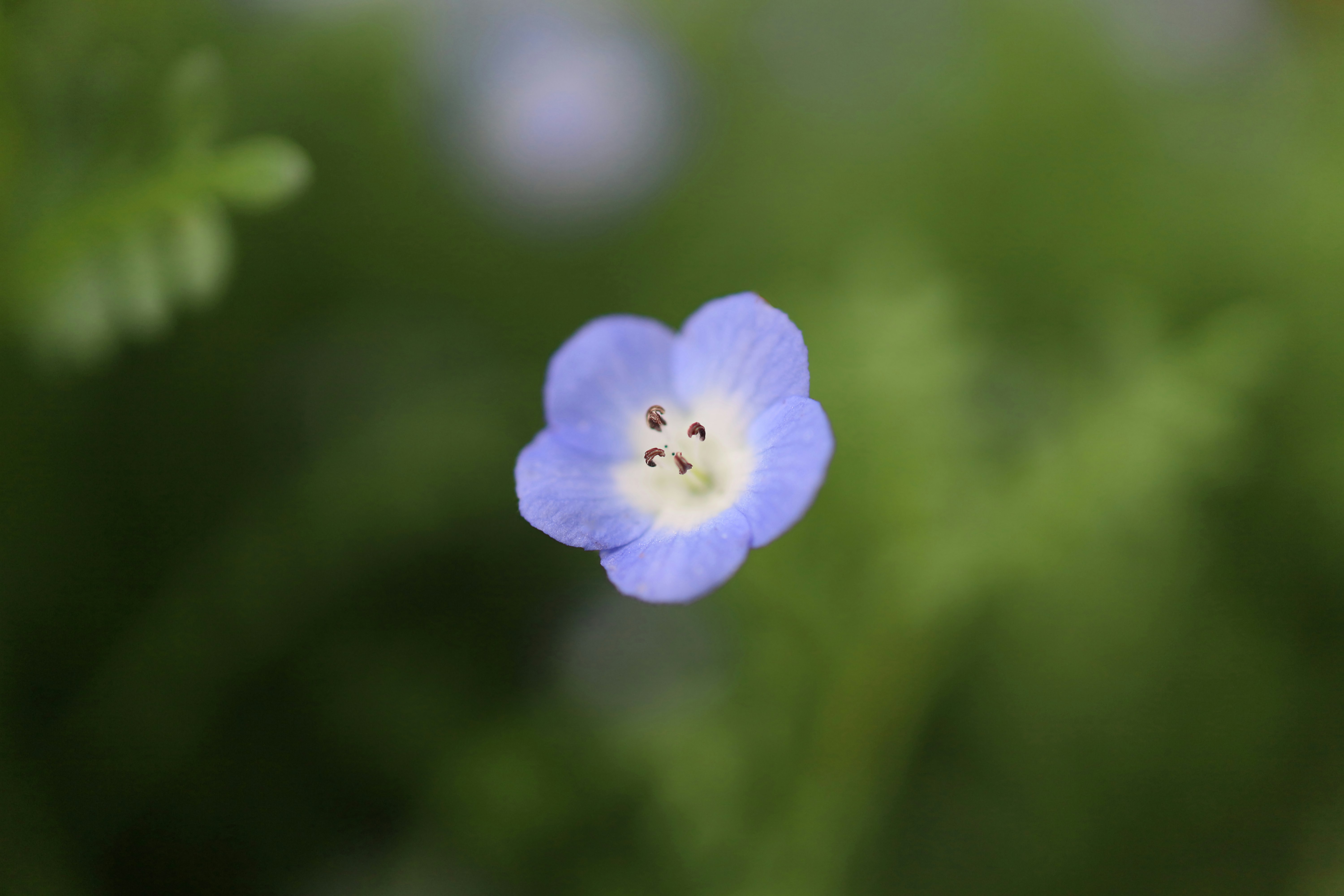 ボケた背景の中で咲く青紫の小さな花