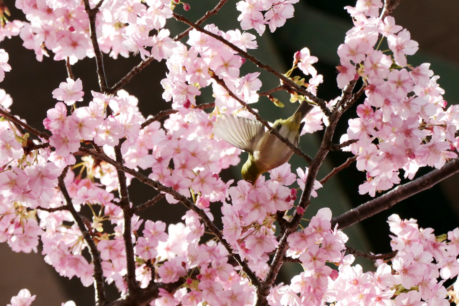 Une belle scène de cerisiers en fleurs avec un papillon se reposant sur les branches