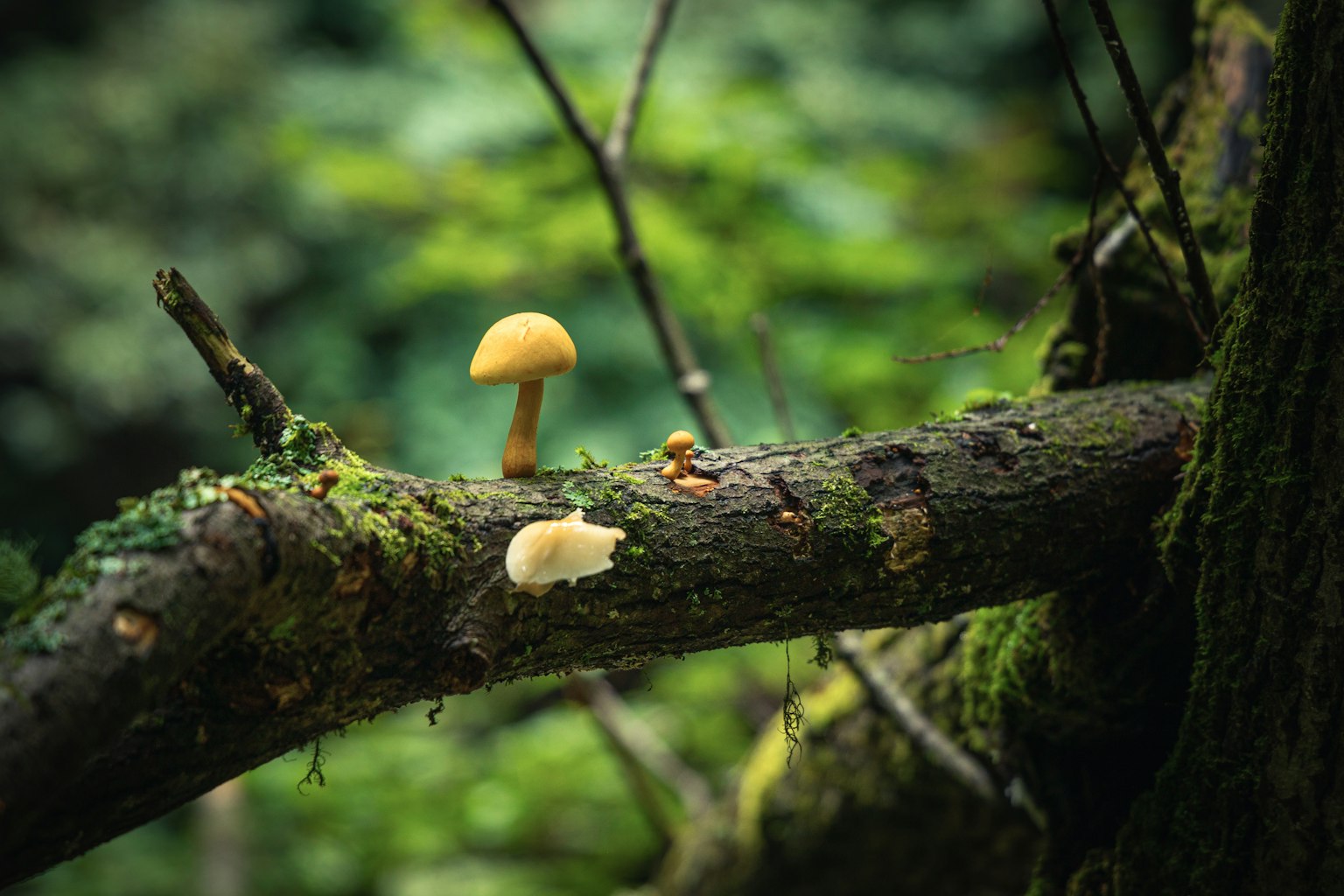 Dua jamur tumbuh di cabang pohon di hutan hijau