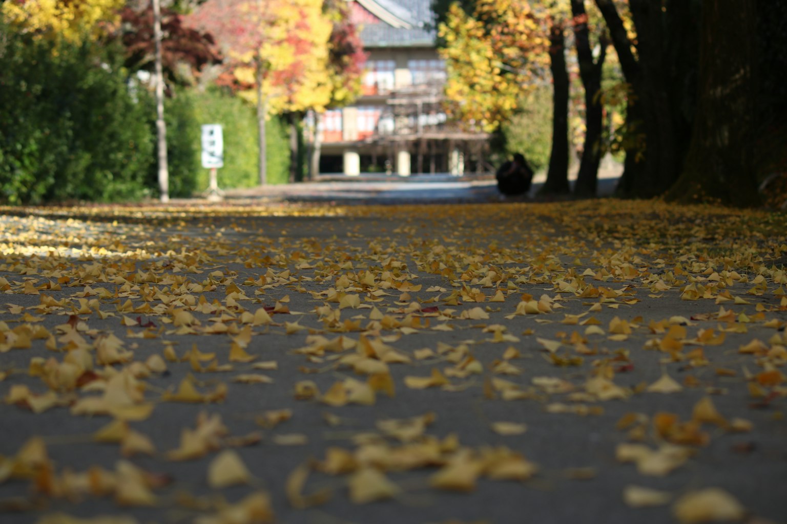 Camino cubierto de hojas de otoño y una casa al fondo