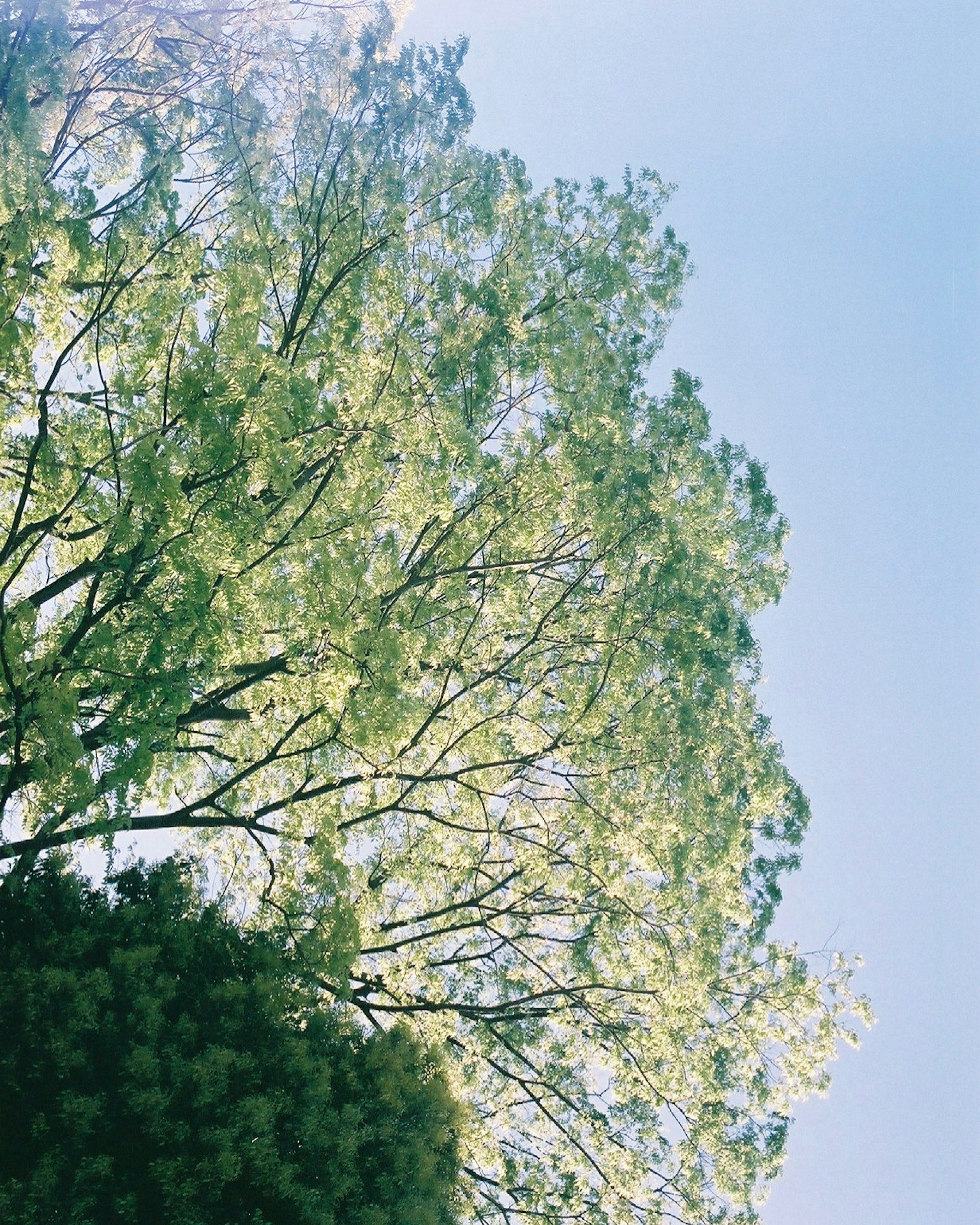 Foglie di alberi verdi sotto un cielo blu