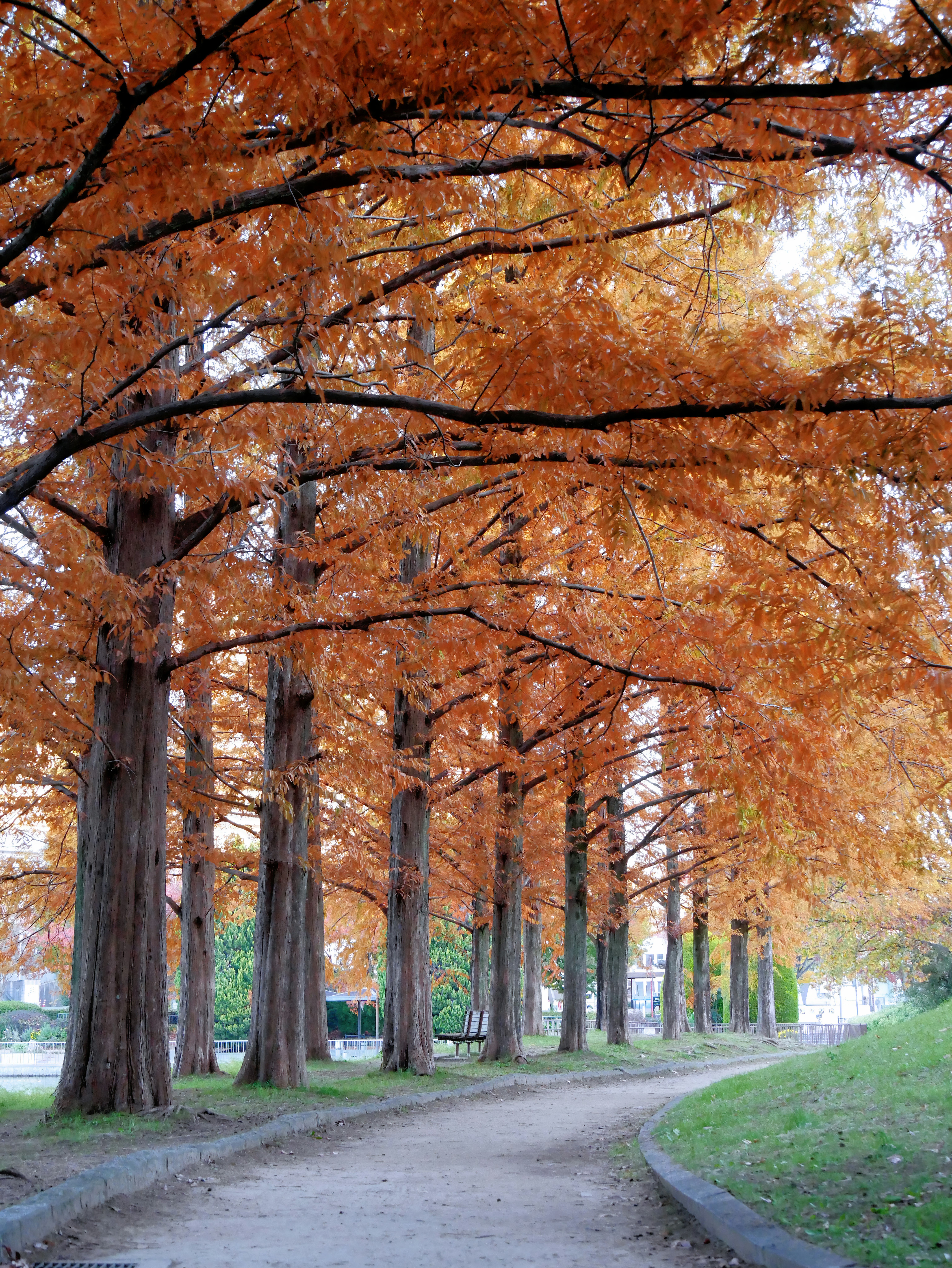 並木道に広がる色づいた紅葉の並木
