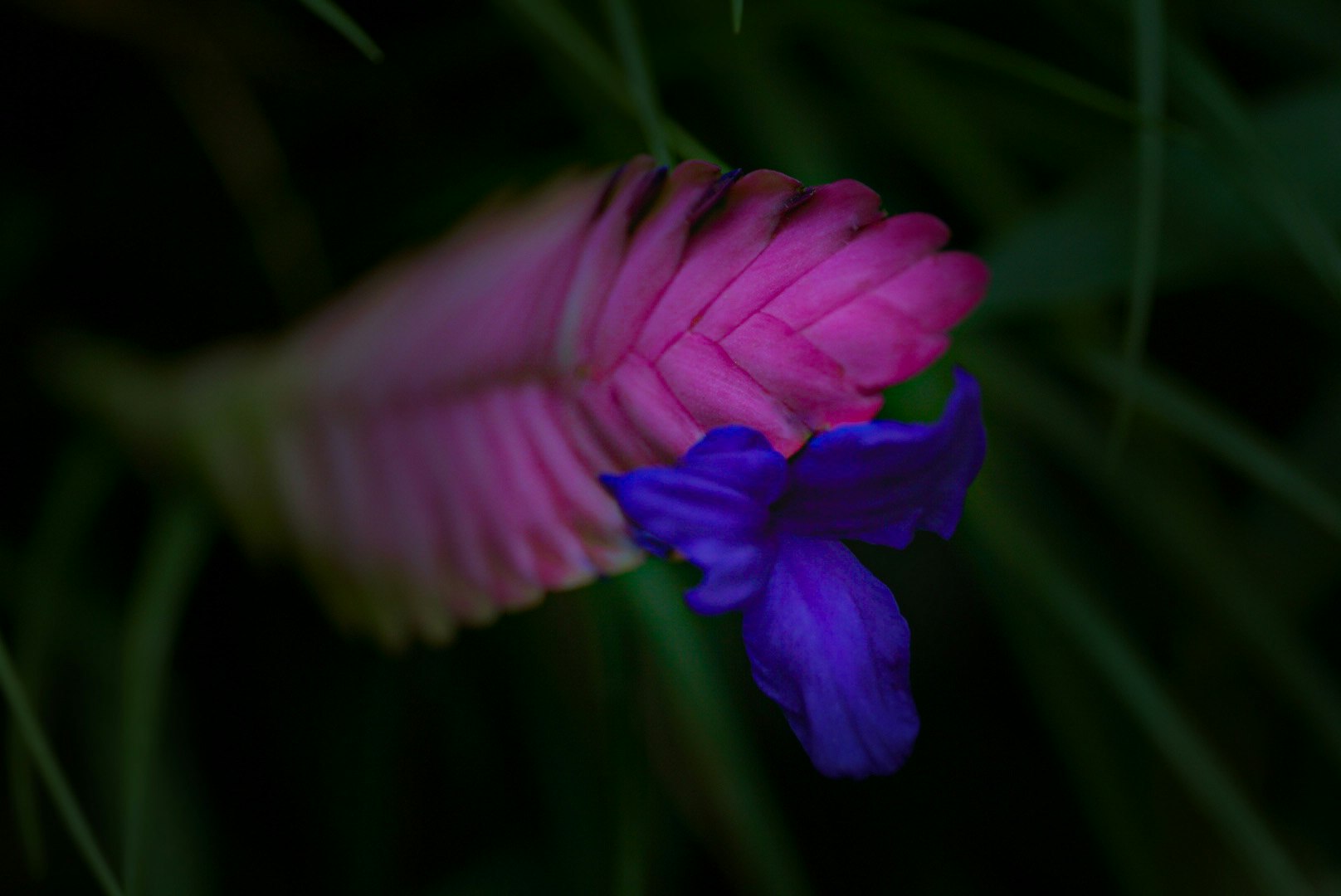 ピンクと紫の花びらが重なる花のクローズアップ