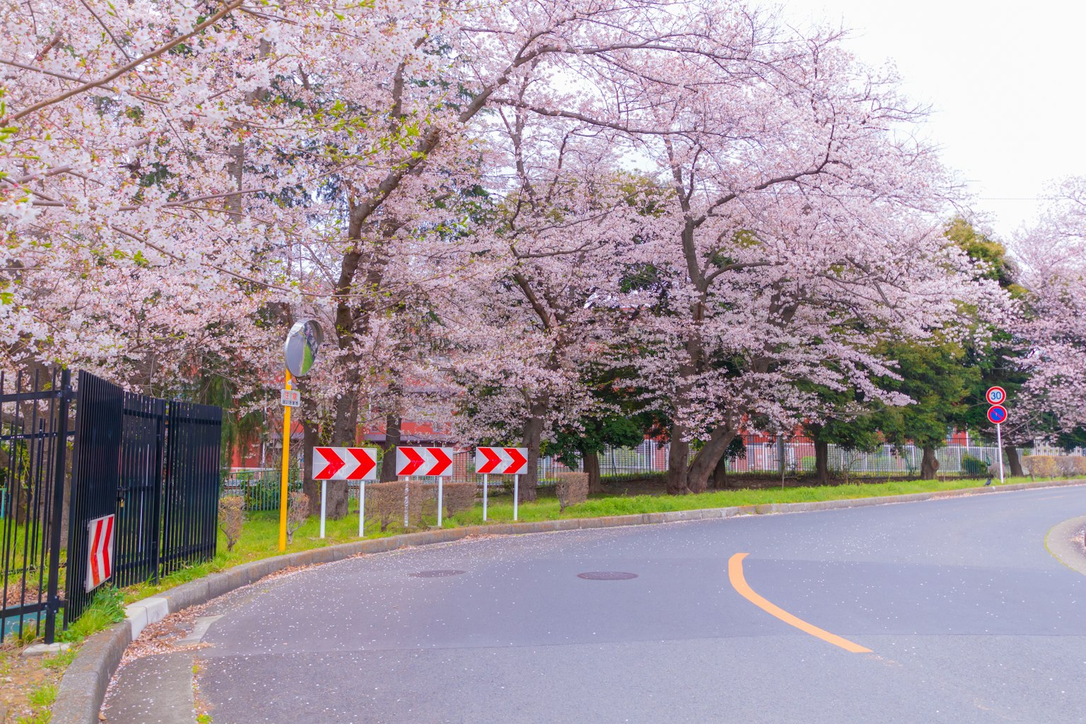 Scenic view of cherry blossom trees at a road bend