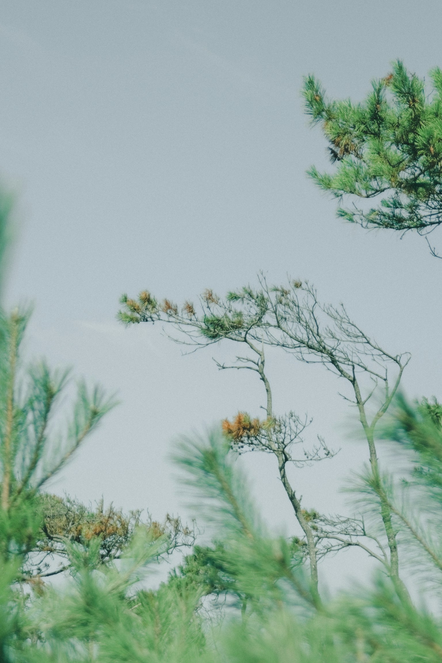 Pine trees with green leaves and branches under a blue sky